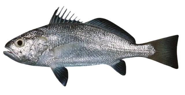 Big-head pennah croaker