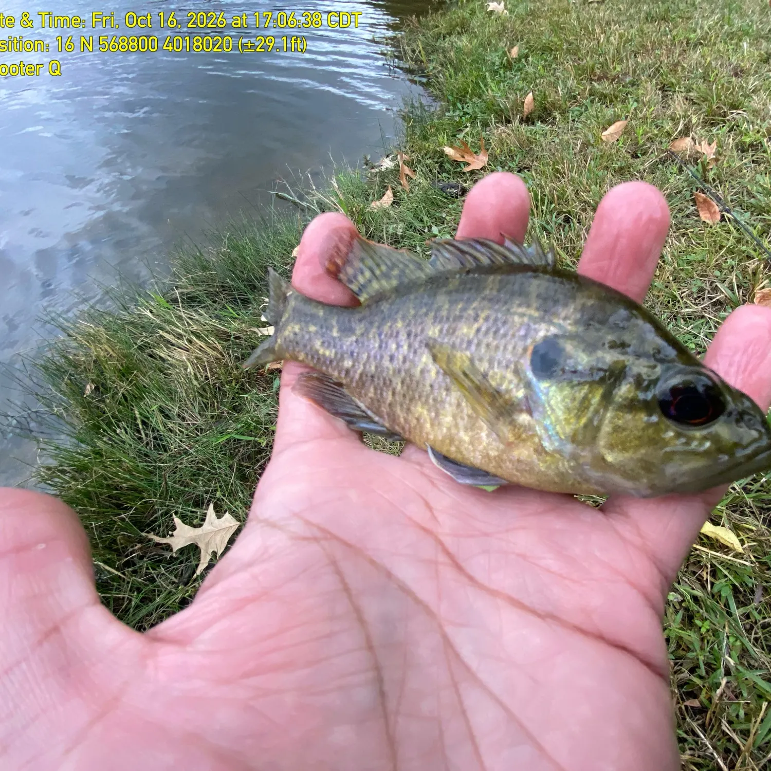 The most recent Warmouth catches on Fishbrain
