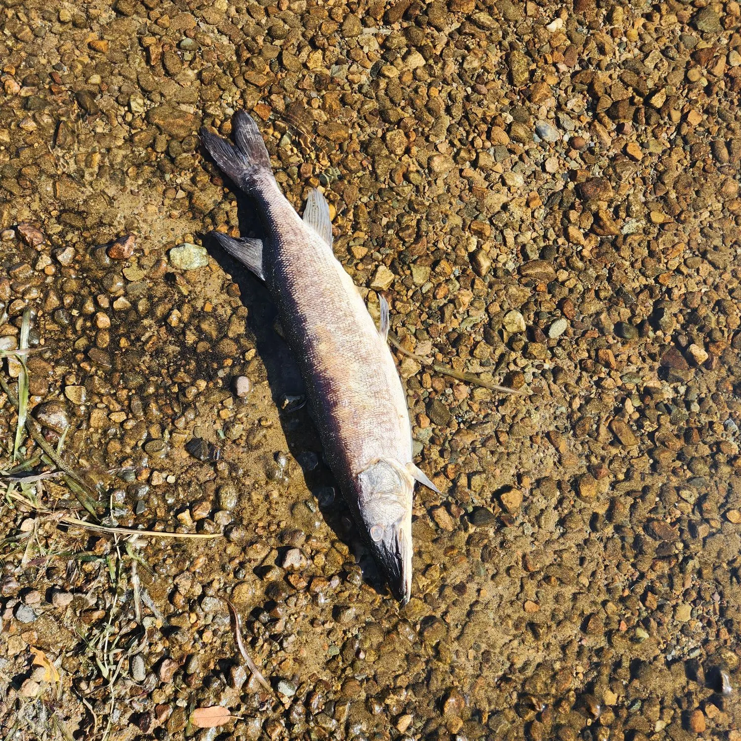 Muskie caught on Fishbrain