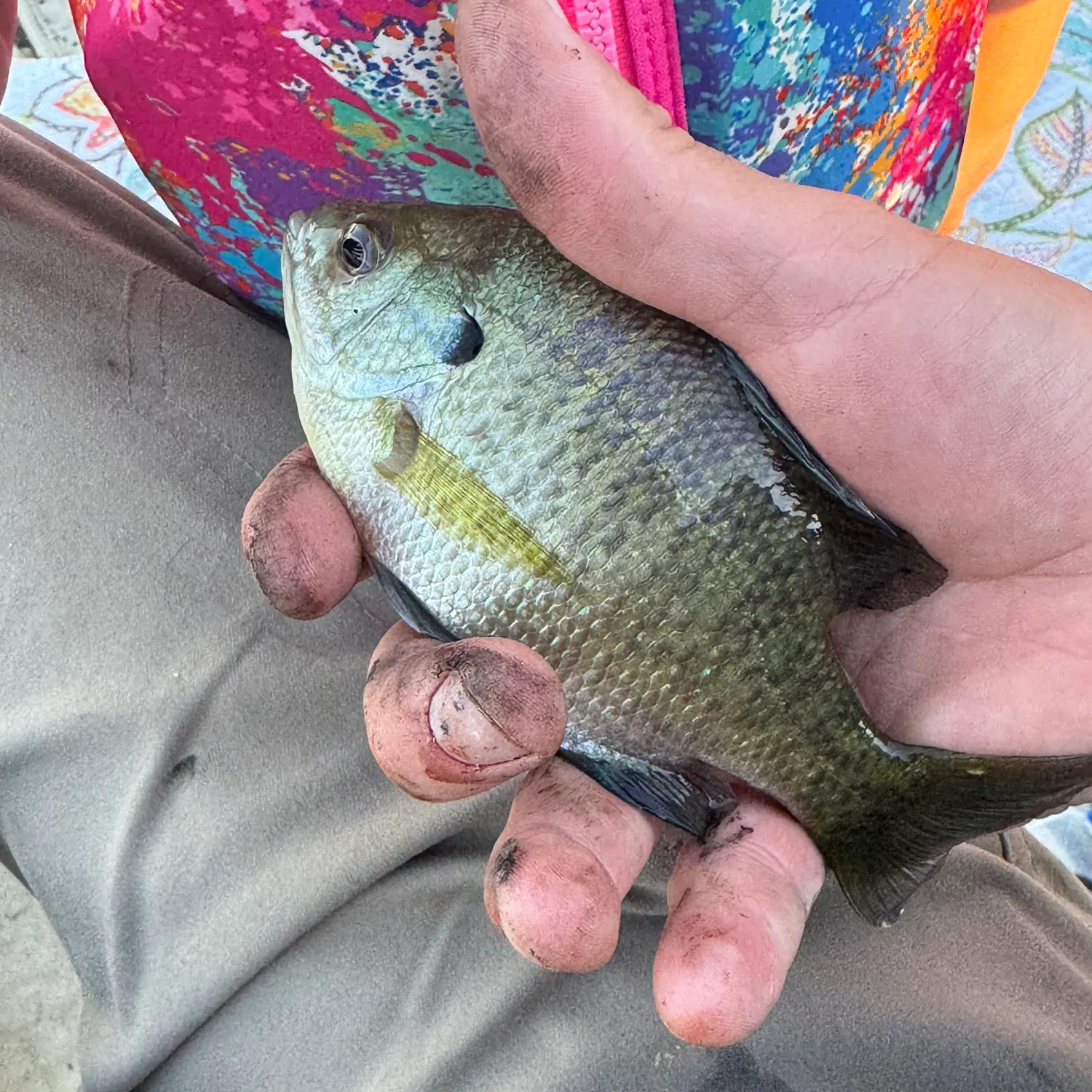Bluegill caught on Fishbrain