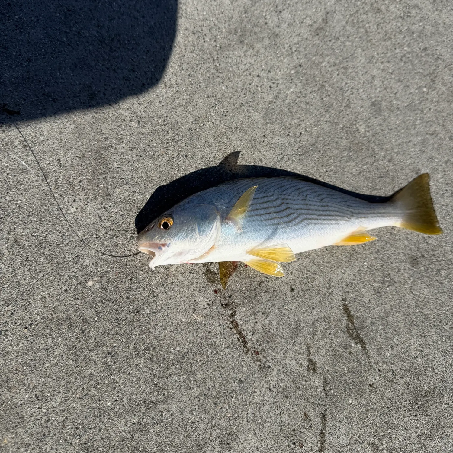 Yellowfin croaker caught on Fishbrain