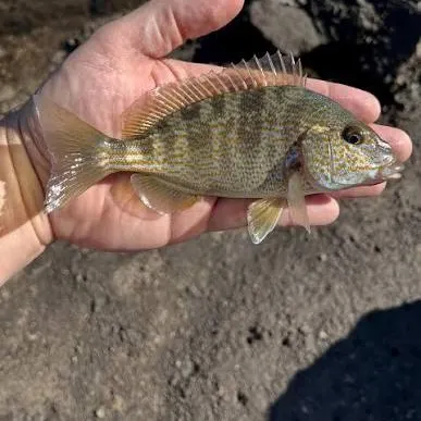 The most recent Pigfish catches on Fishbrain
