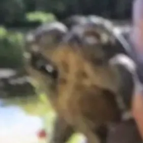 Alligator snapping turtle caught on Fishbrain