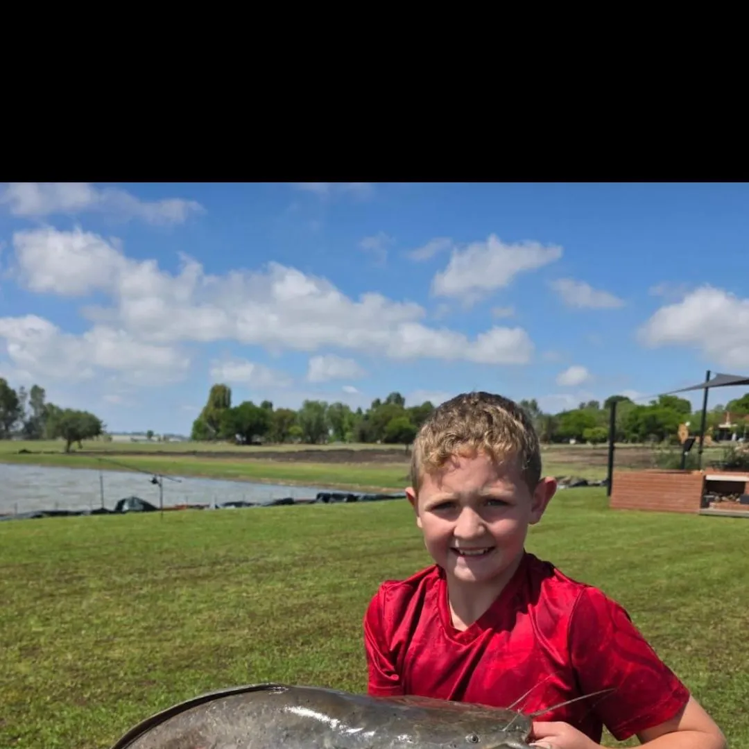 The most recent North African catfish catches on Fishbrain