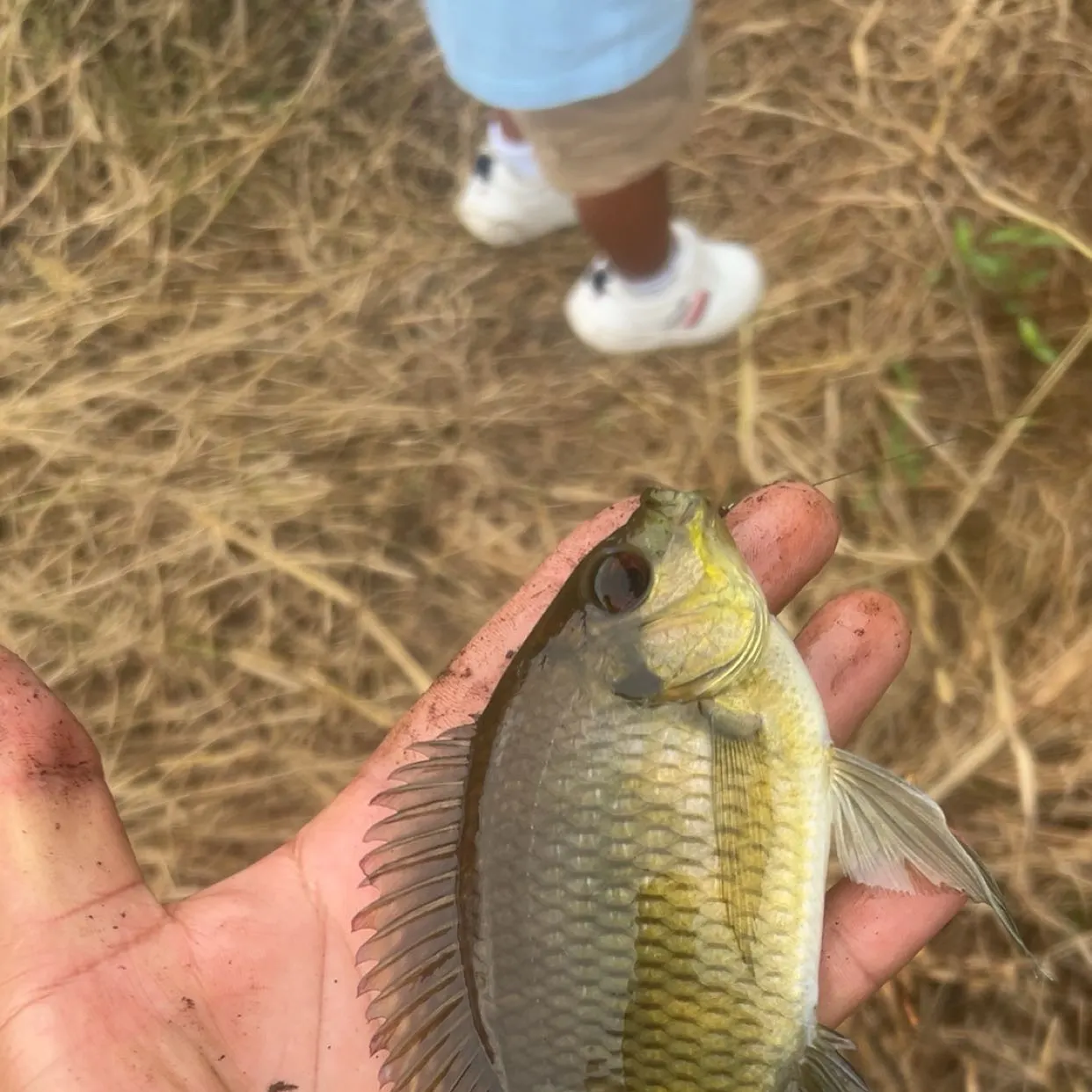 Spotted tilapia caught on Fishbrain