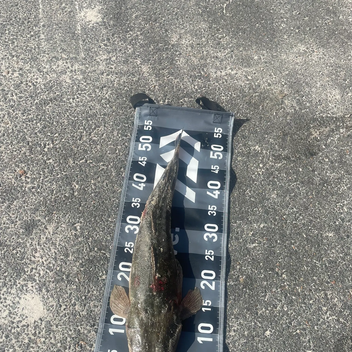 The most recent Dusky flathead catches on Fishbrain