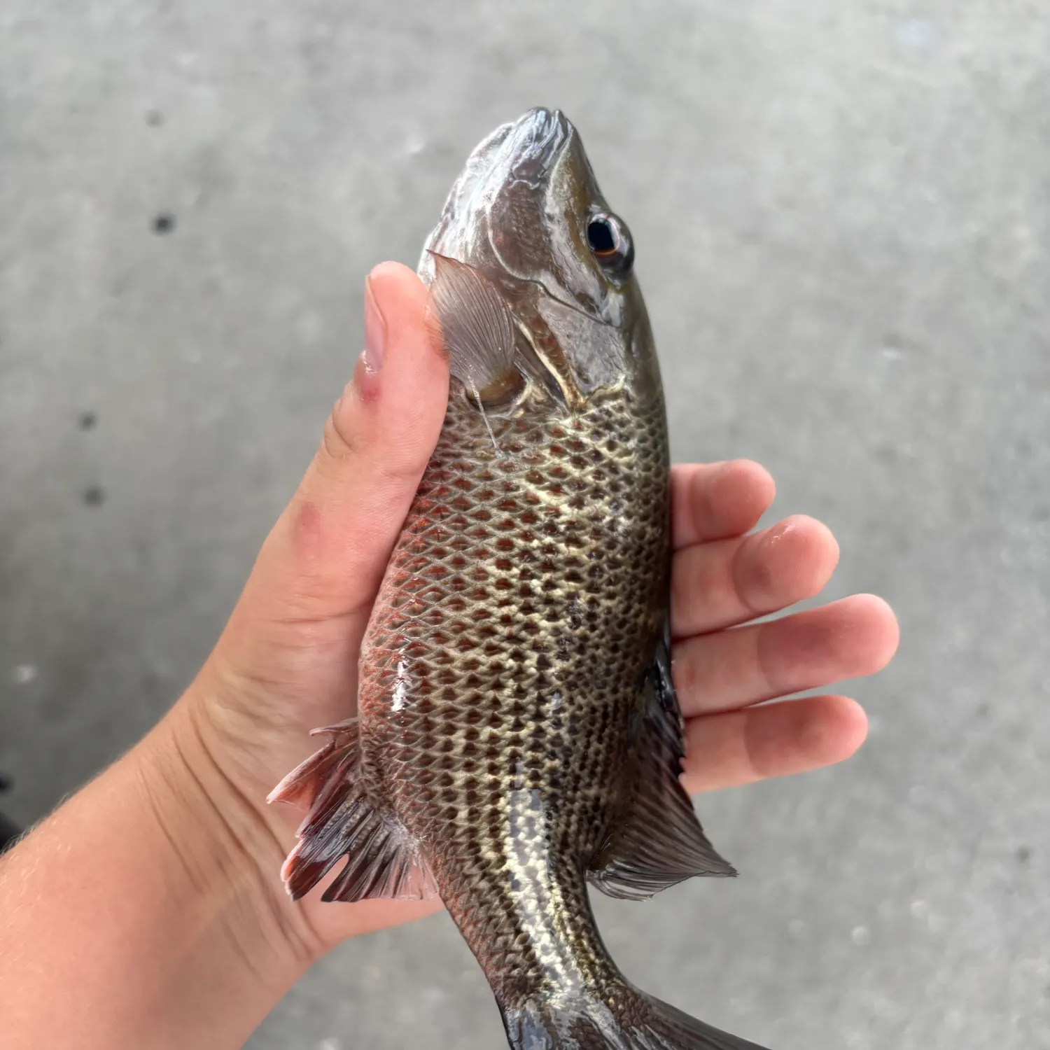 Mangrove snapper caught on Fishbrain