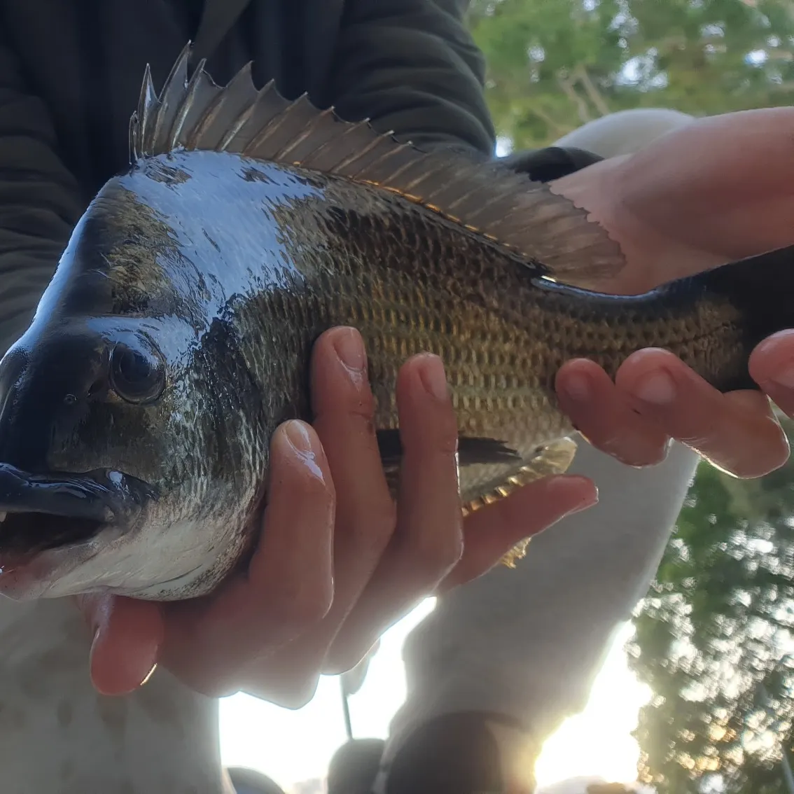 Southern black bream caught on Fishbrain