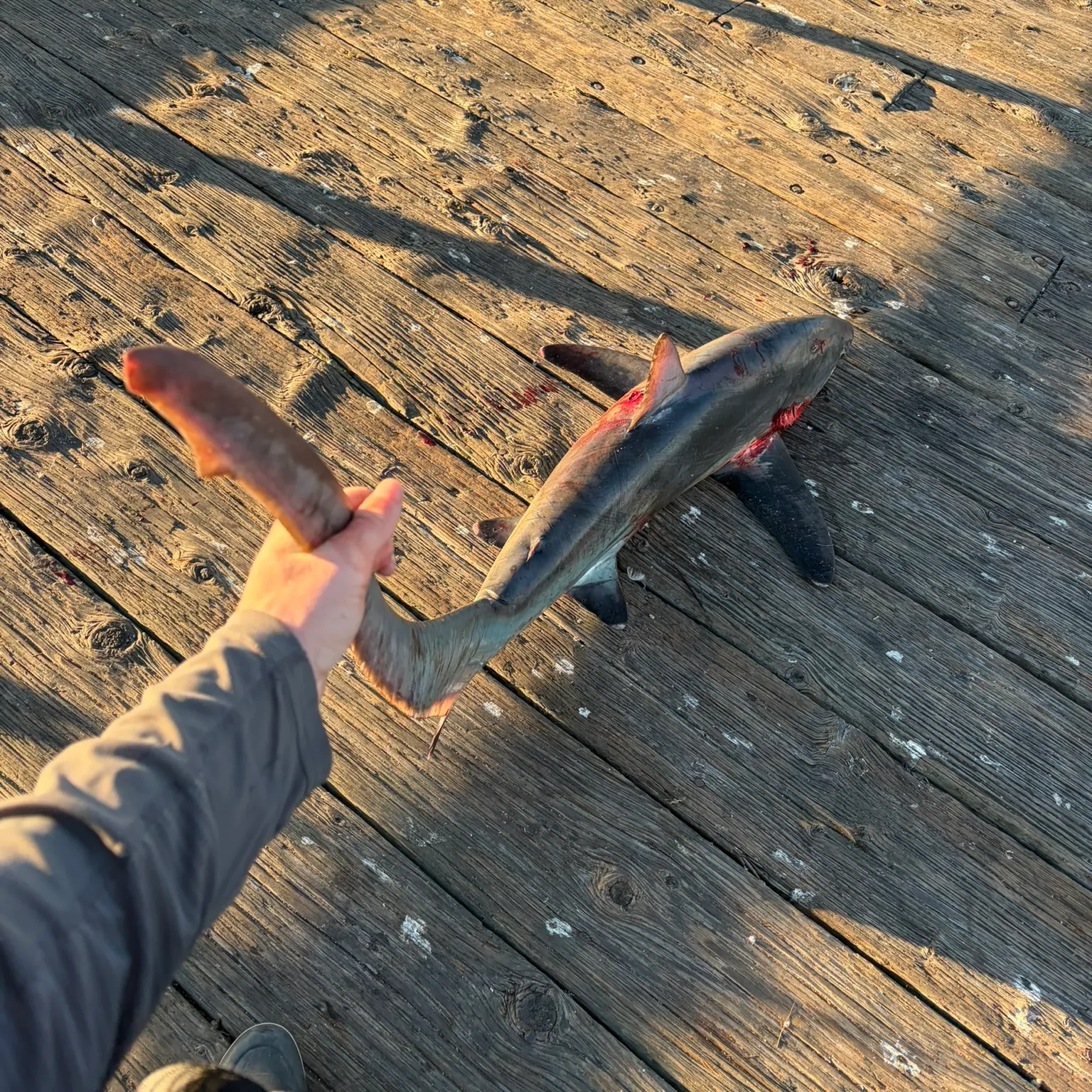 The most recent Spinner shark catches on Fishbrain