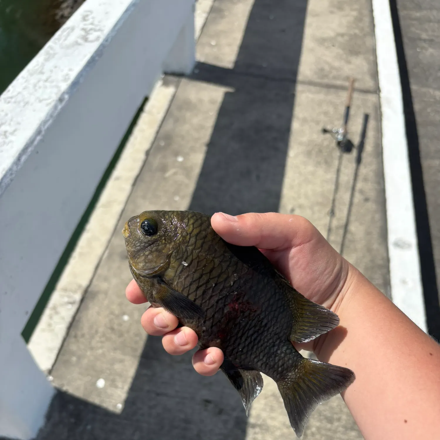 The most recent Dusky damselfish catches on Fishbrain