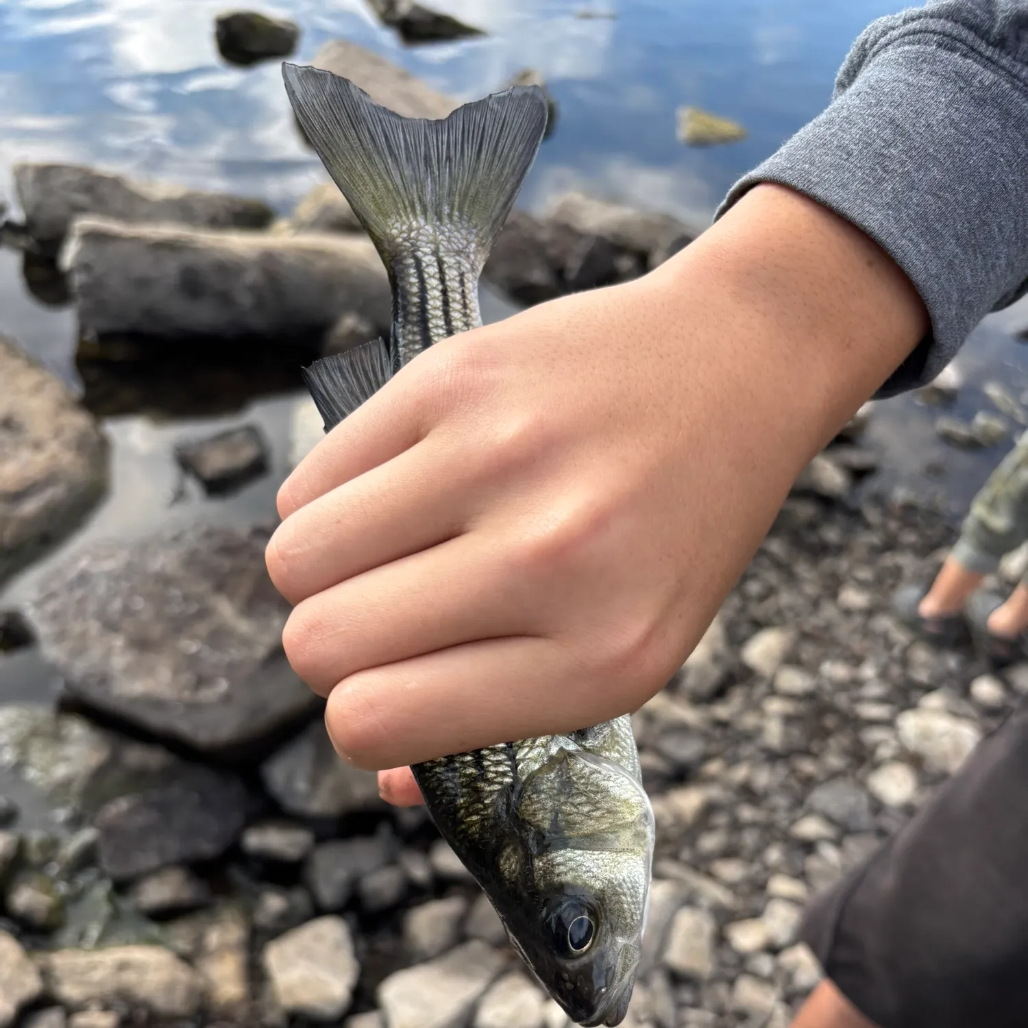 Striped bass caught on Fishbrain
