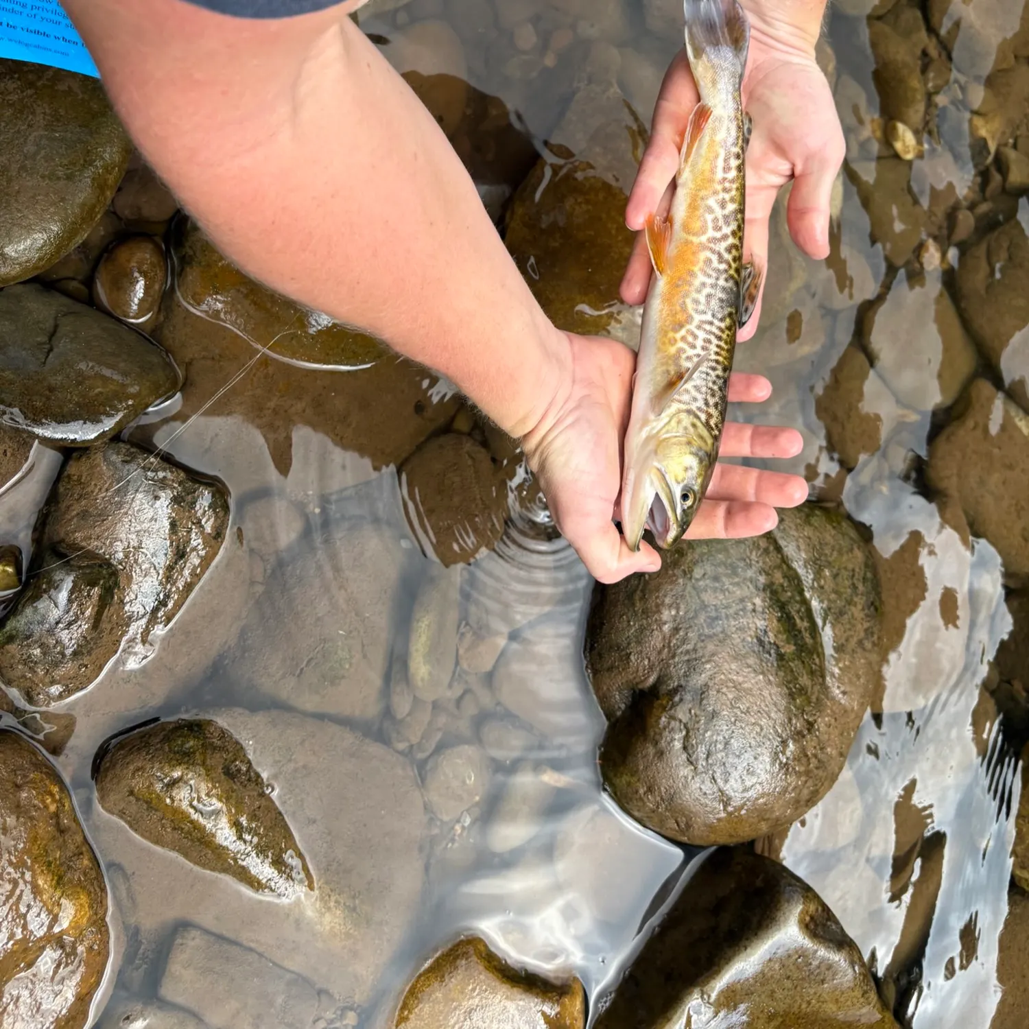 Tiger trout caught on Fishbrain