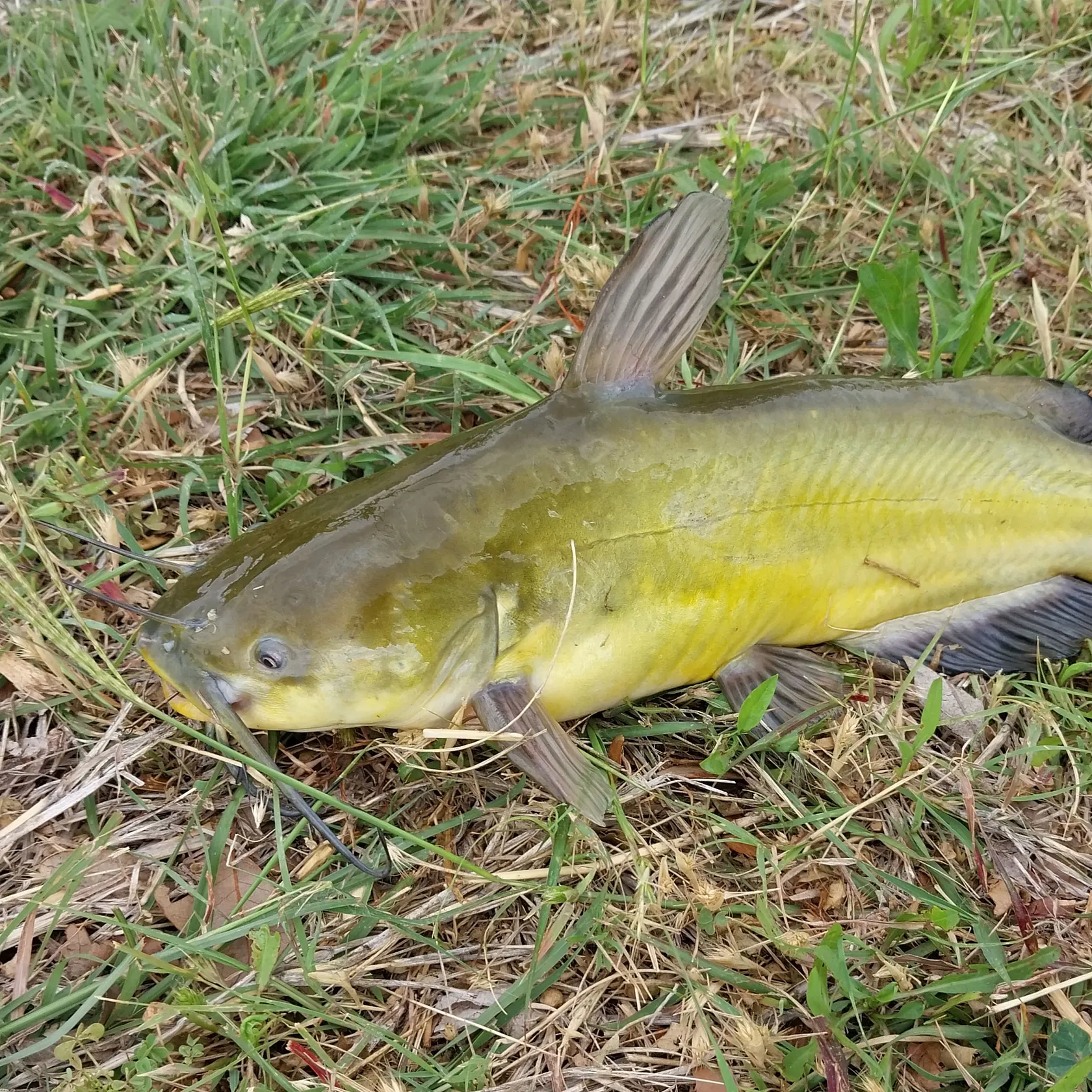 The most recent Yellow bullhead catches on Fishbrain