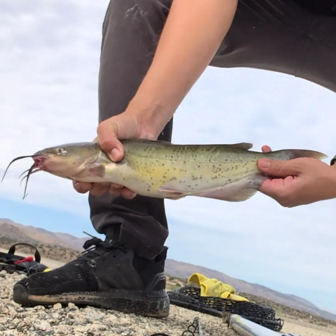 Channel catfish caught on Fishbrain