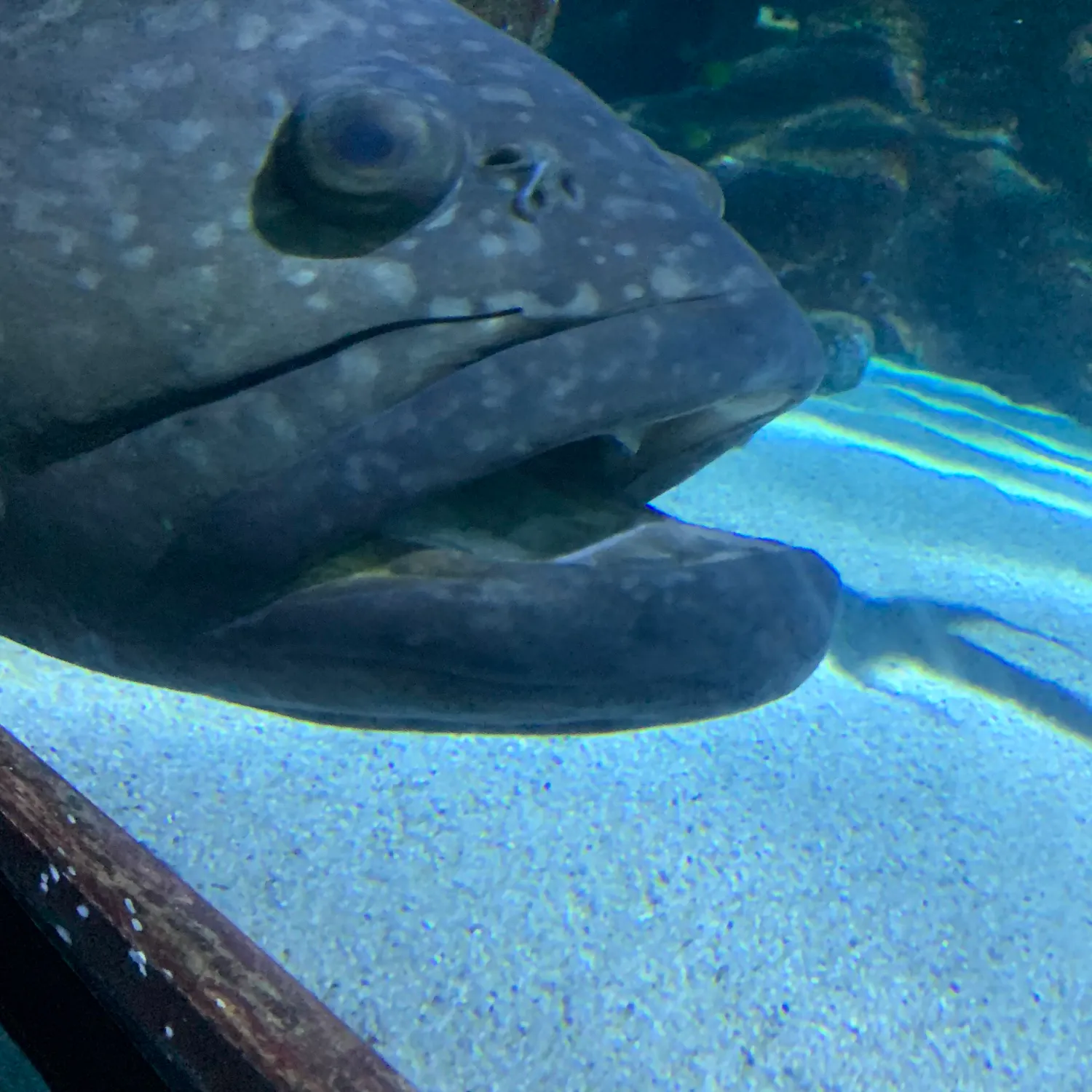 The most recent Giant grouper catches on Fishbrain