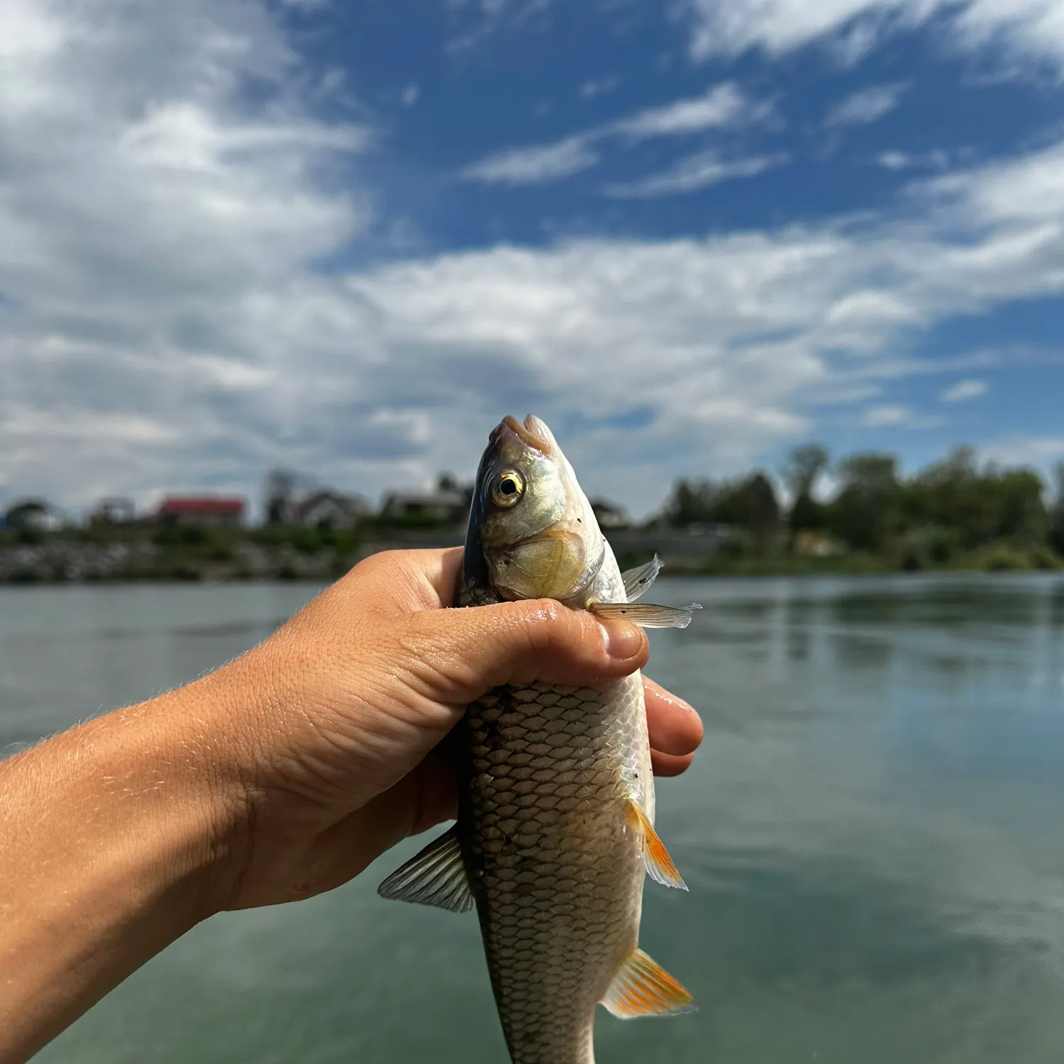 The most recent European chub catches on Fishbrain