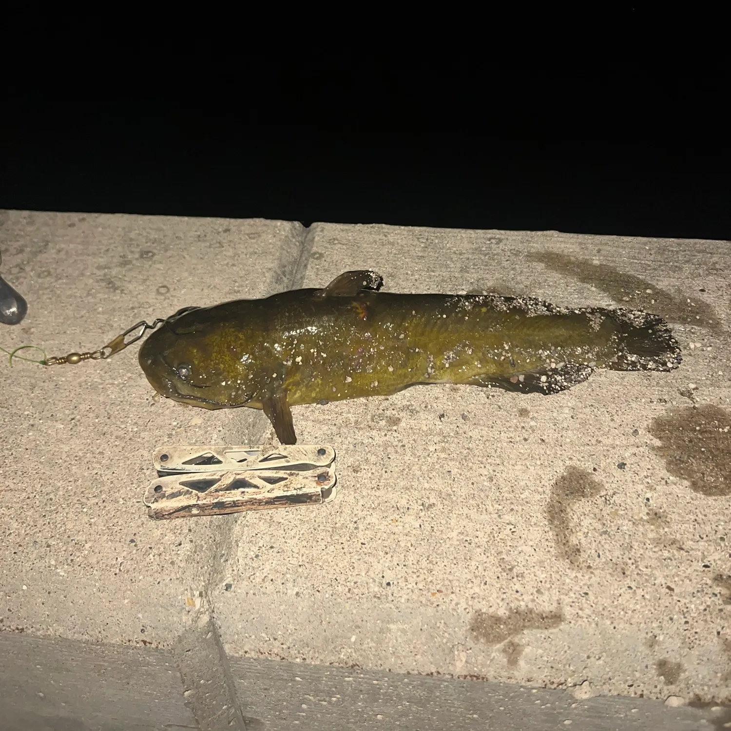 Yellow bullhead caught on Fishbrain