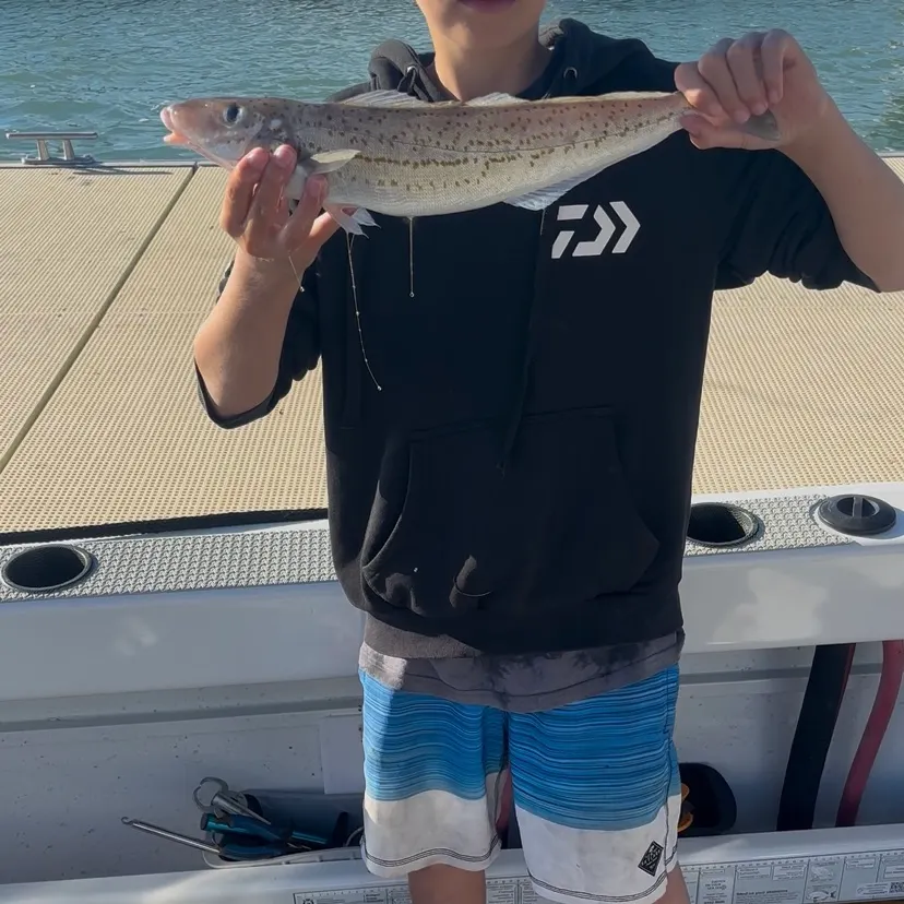 The most recent King George whiting catches on Fishbrain