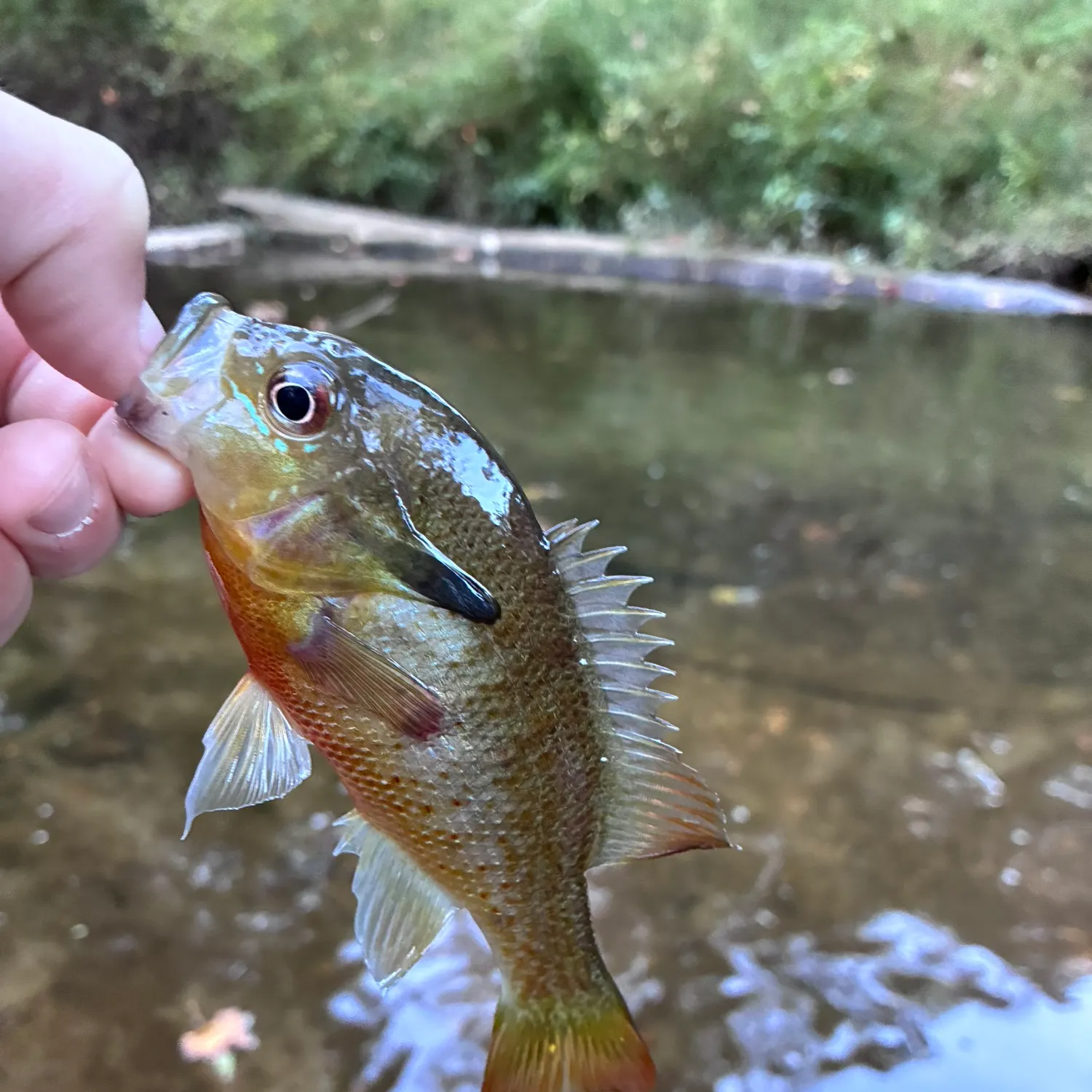Redbreast sunfish caught on Fishbrain
