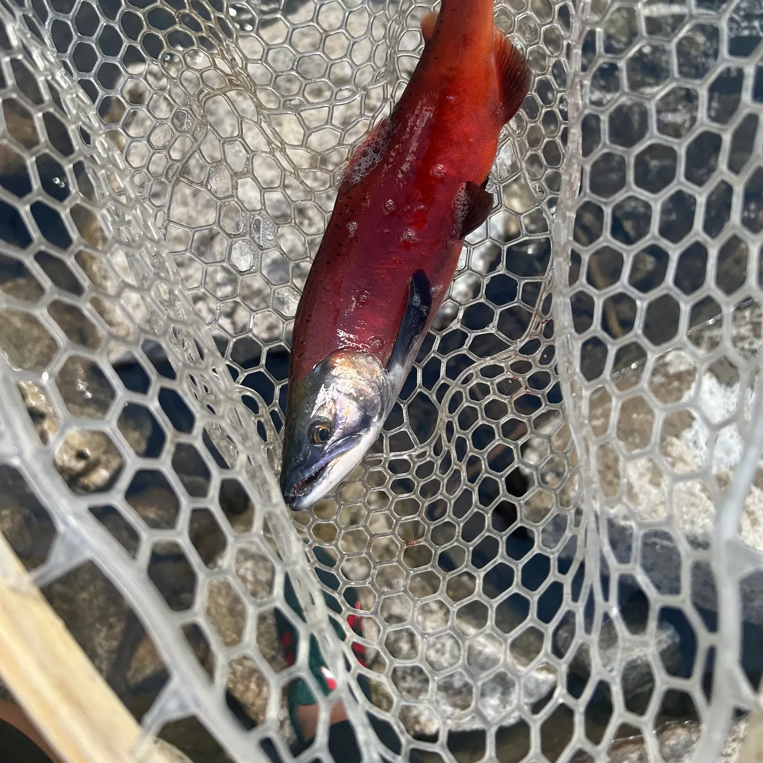 Kokanee salmon caught on Fishbrain