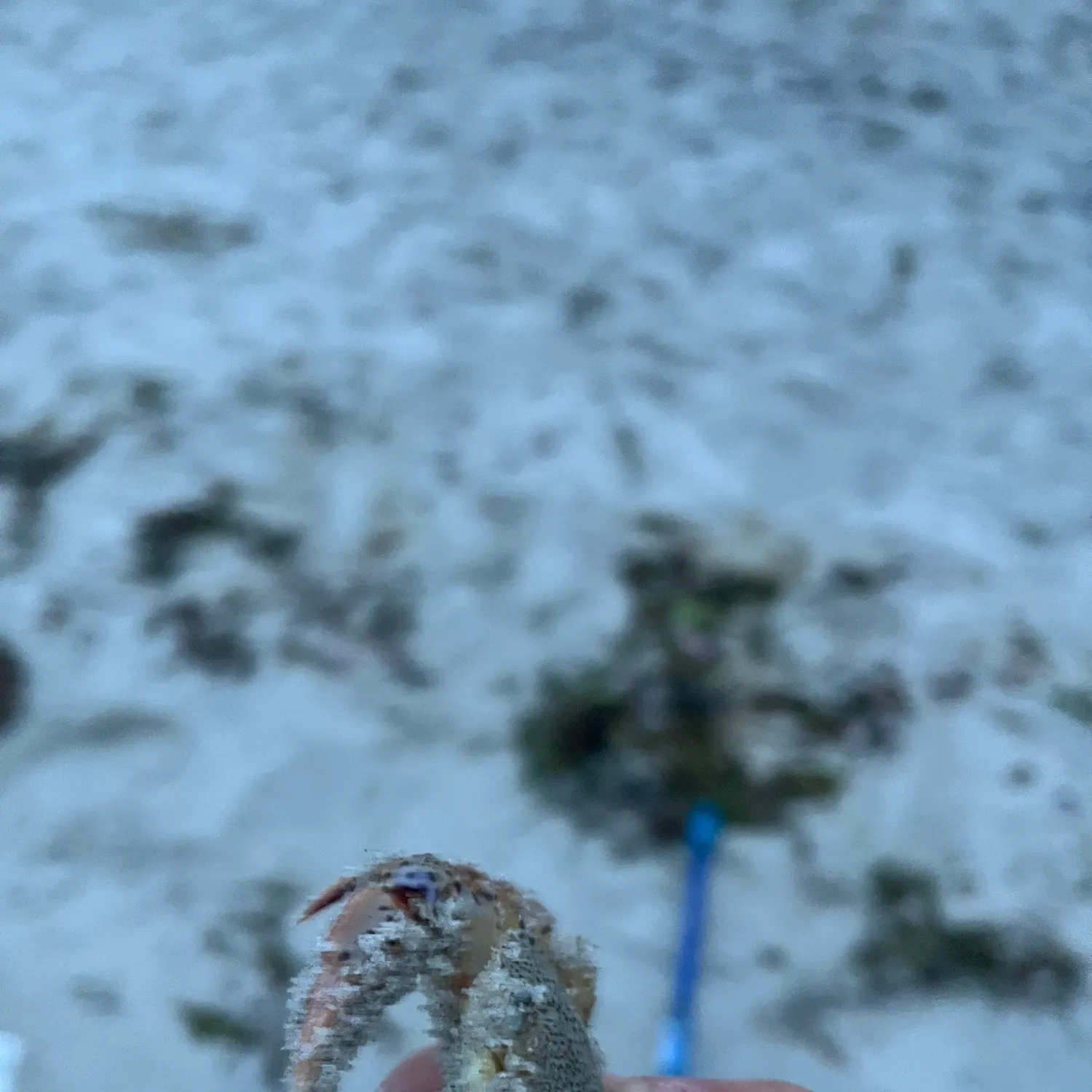 The most recent Green crab catches on Fishbrain