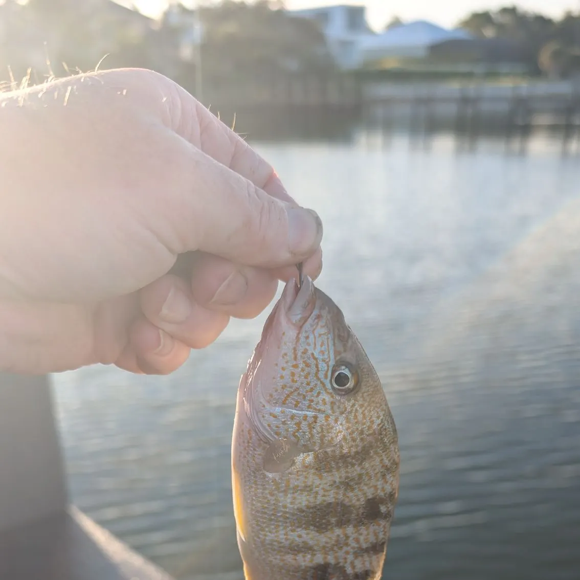 The most recent Sand perch catches on Fishbrain