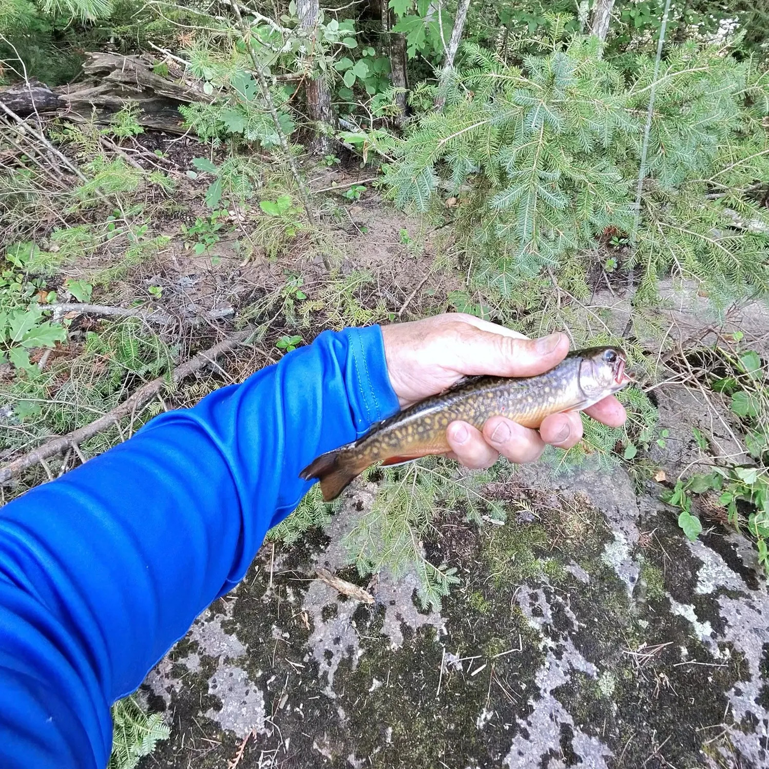 Brook trout caught on Fishbrain