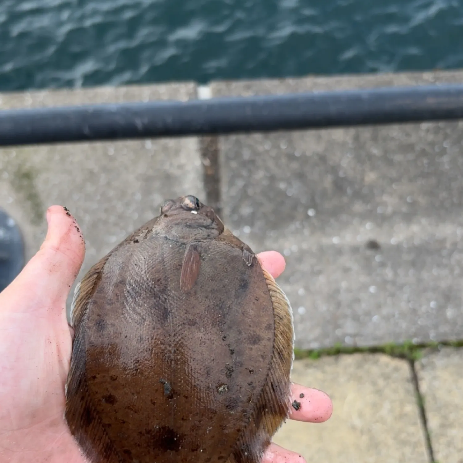 The most recent Common dab catches on Fishbrain