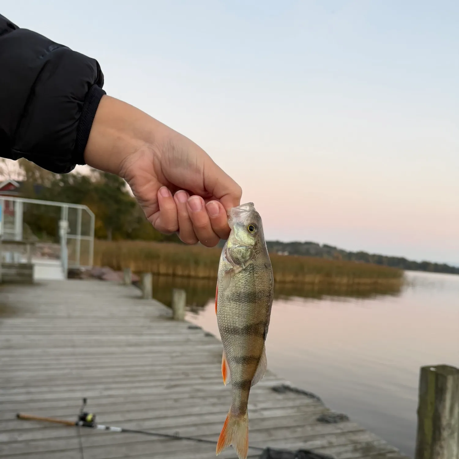 European perch caught on Fishbrain