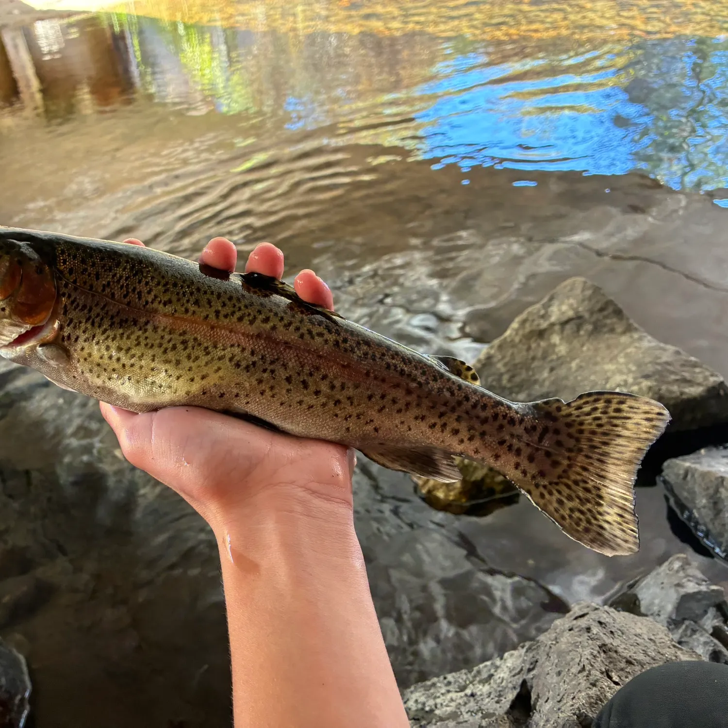 Rainbow trout caught on Fishbrain
