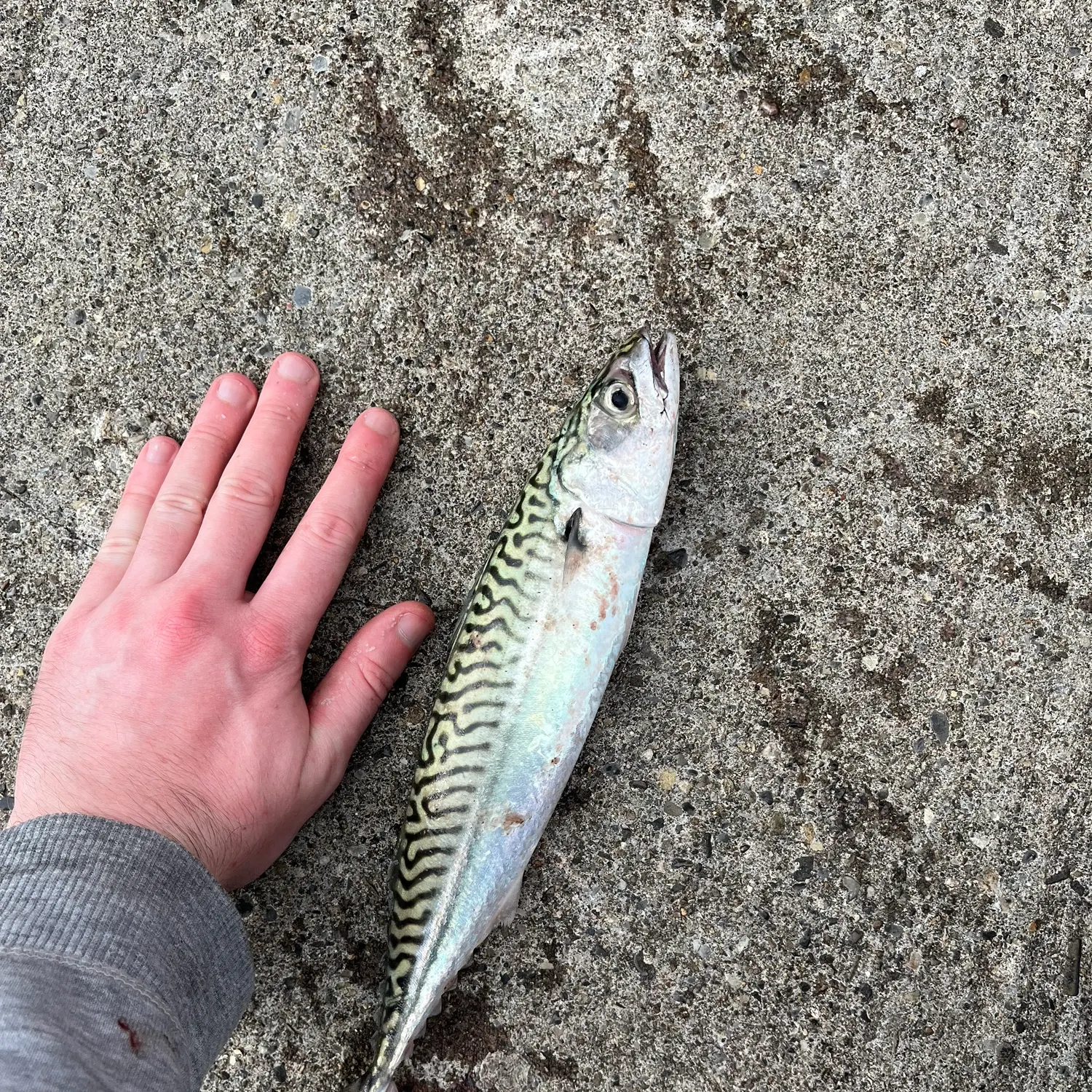 Atlantic mackerel caught on Fishbrain