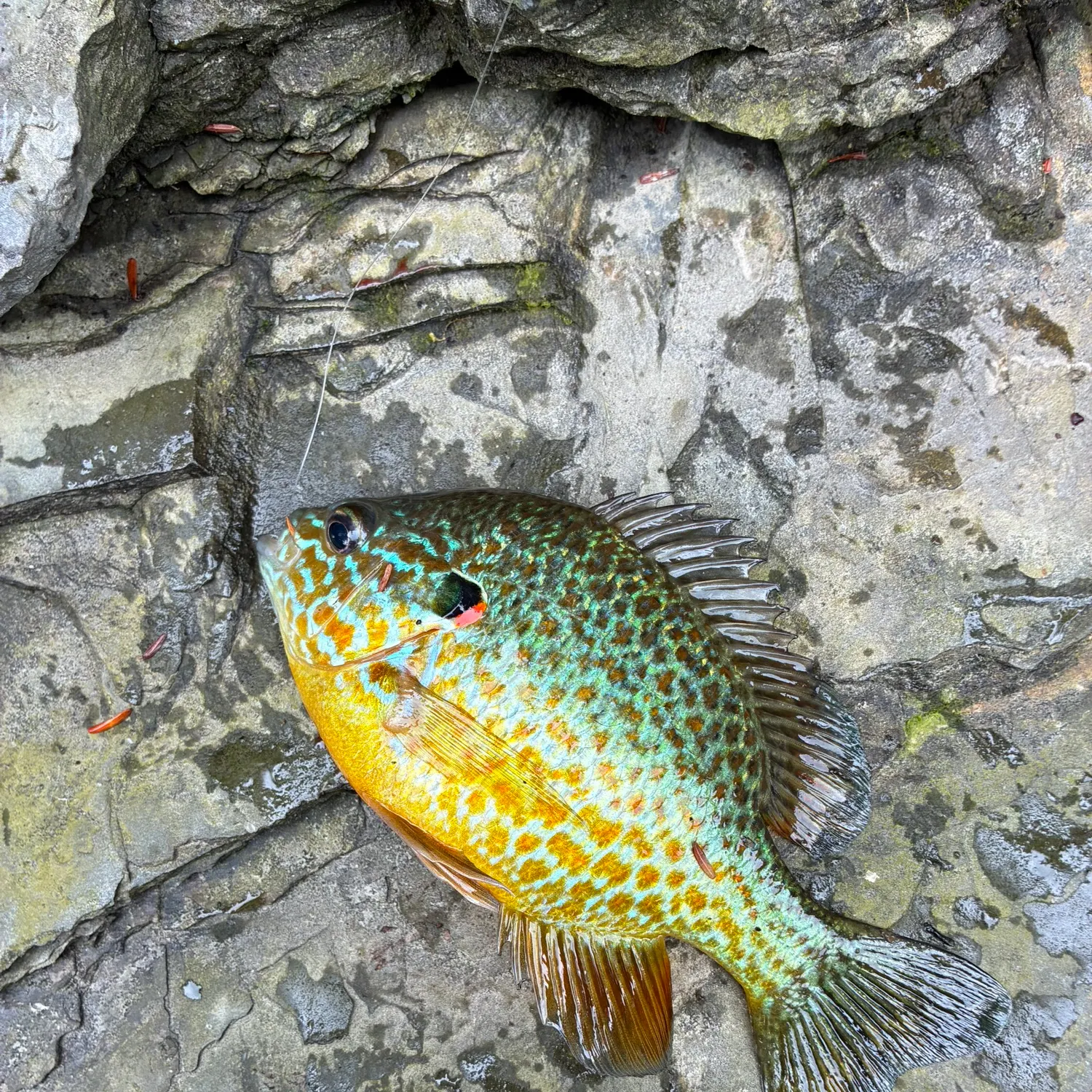 Fish caught on Fishbrain