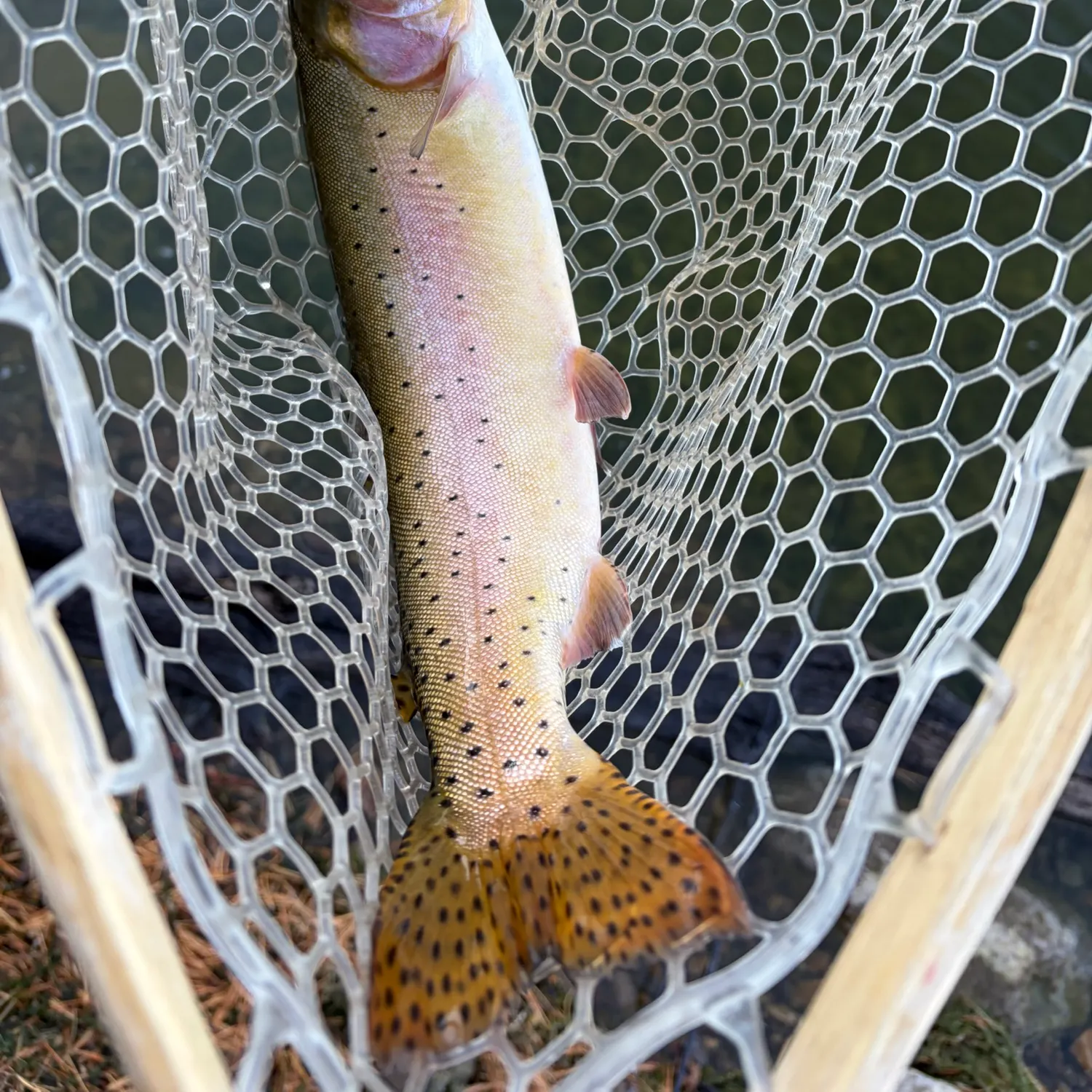Lahontan cutthroat trout caught on Fishbrain