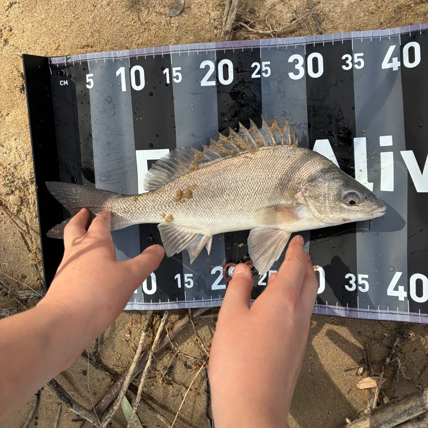 The most recent Bidyan perch catches on Fishbrain