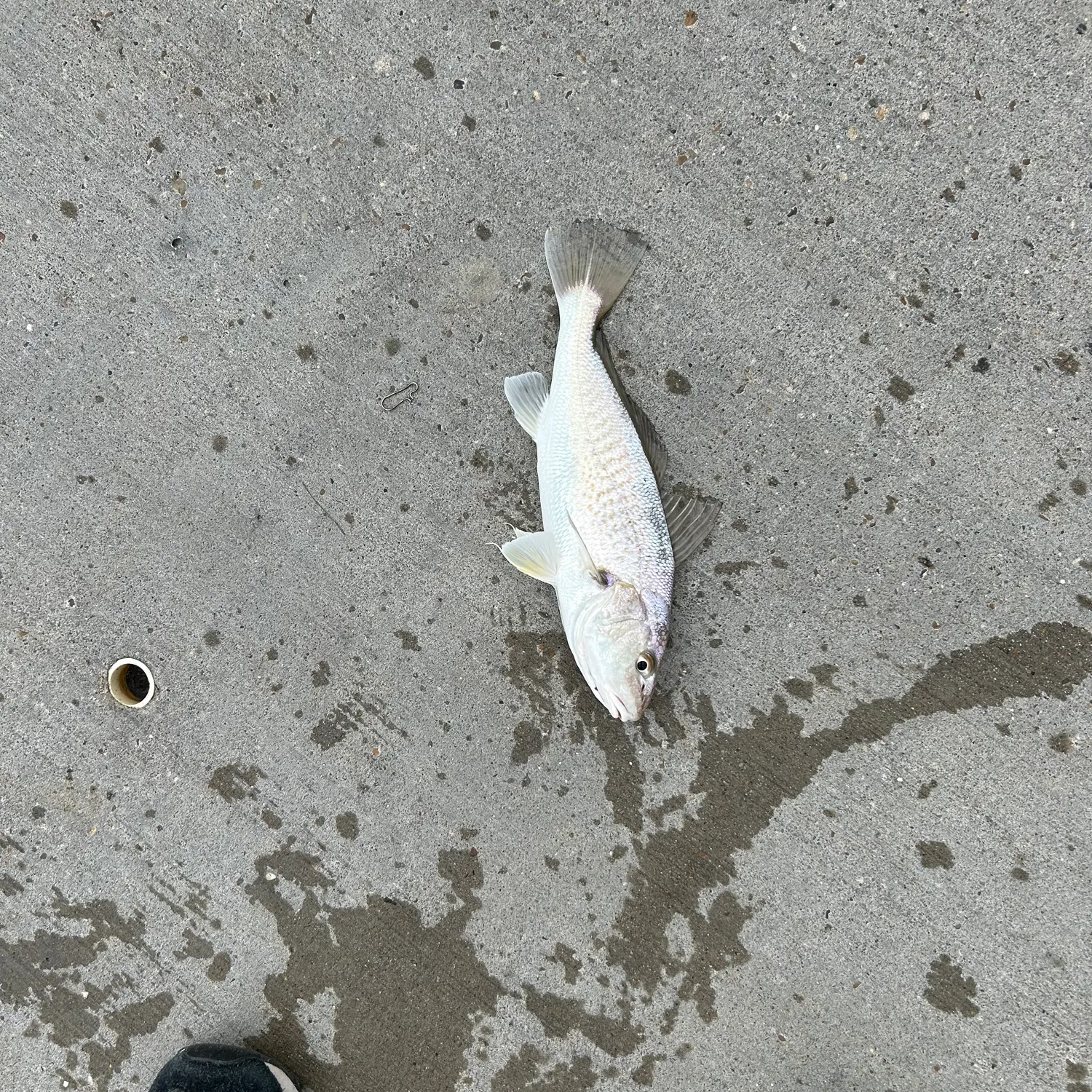 Atlantic croaker caught on Fishbrain