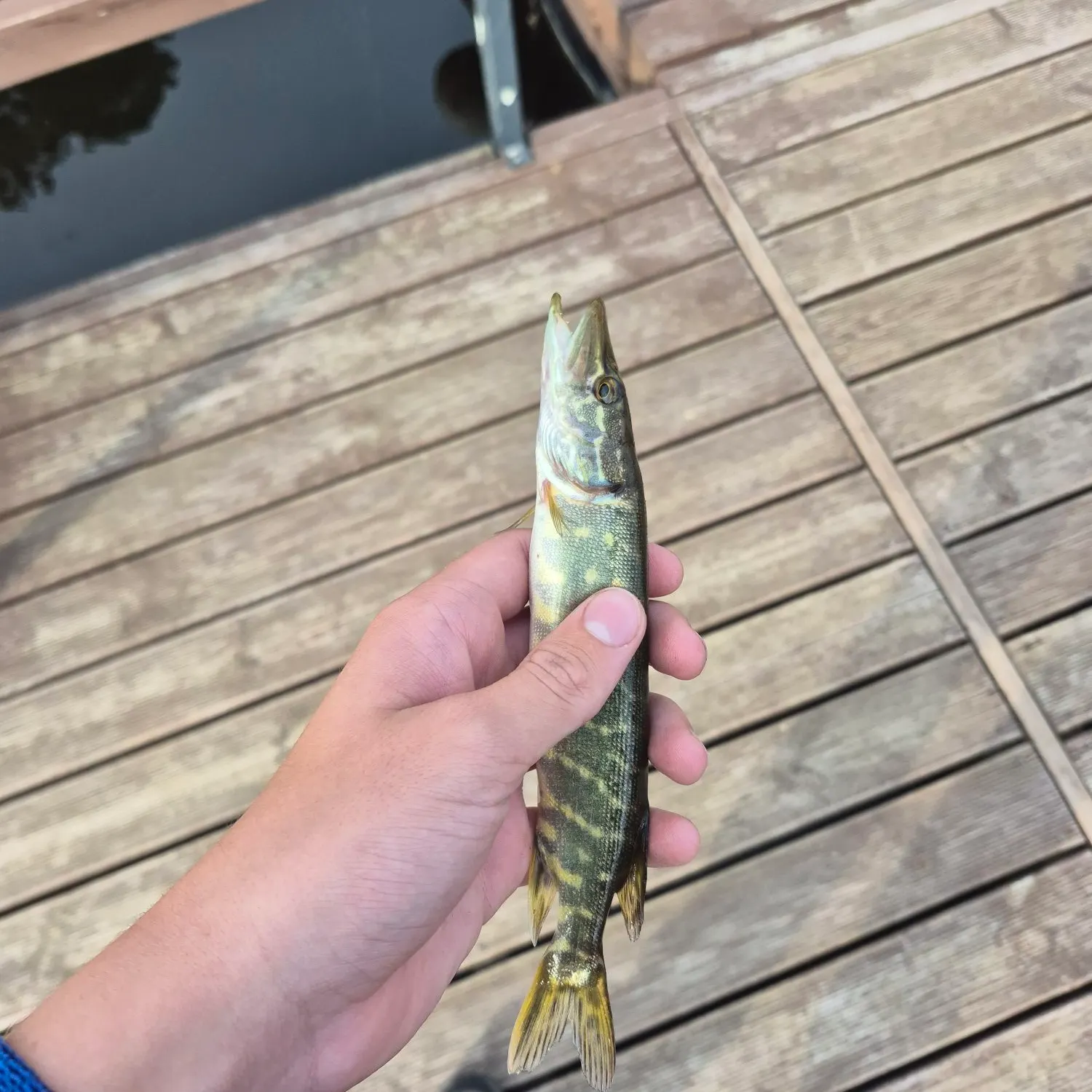 Northern pike caught on Fishbrain