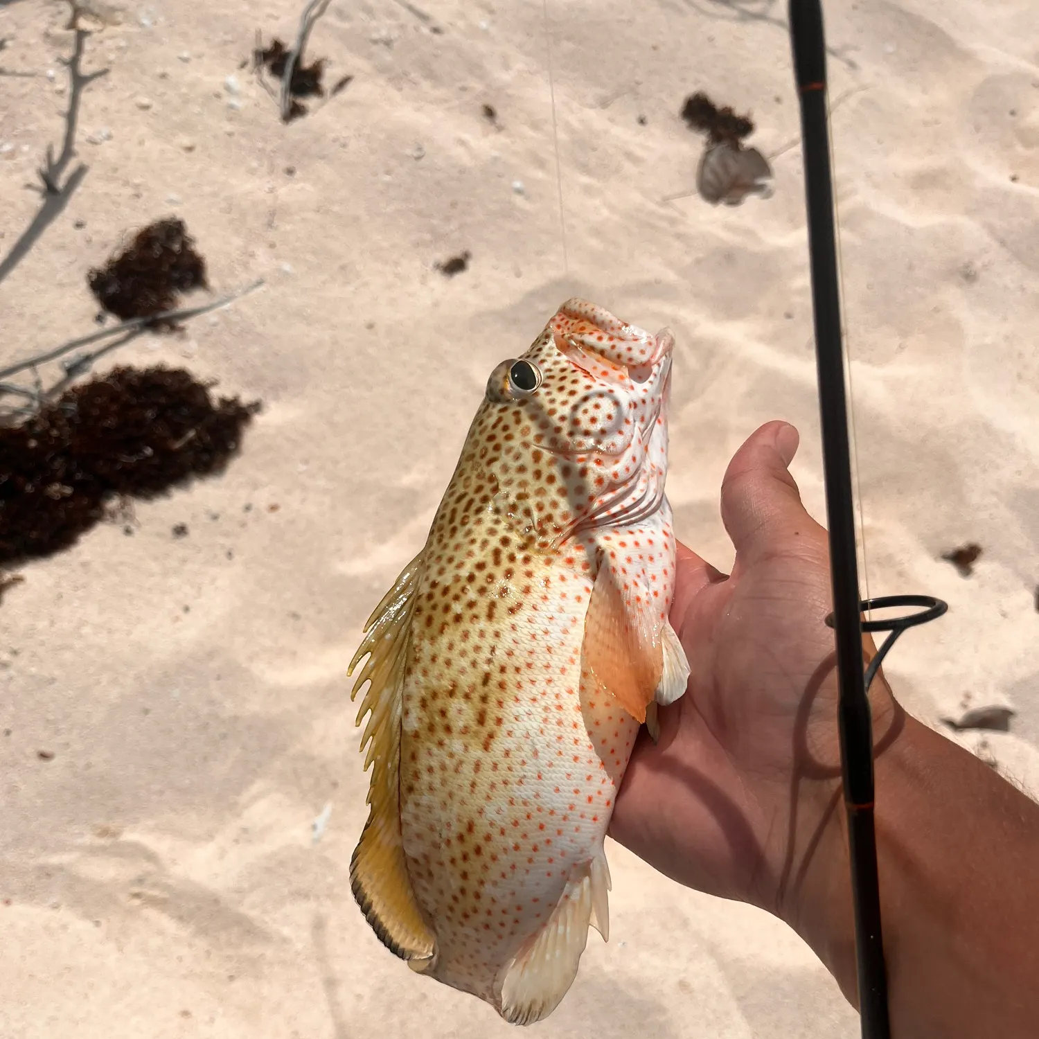 The most recent Red hind grouper catches on Fishbrain