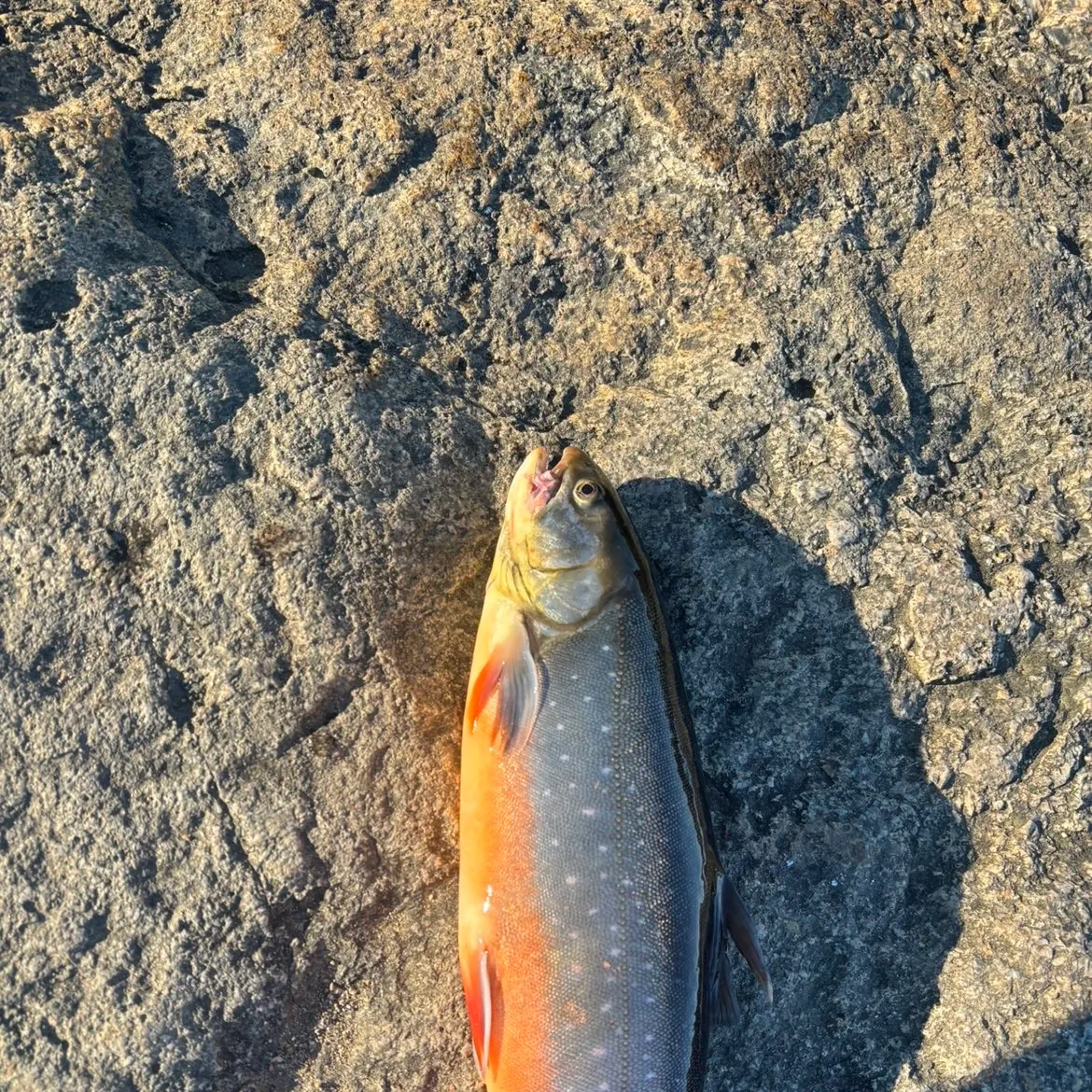The most recent Arctic char catches on Fishbrain
