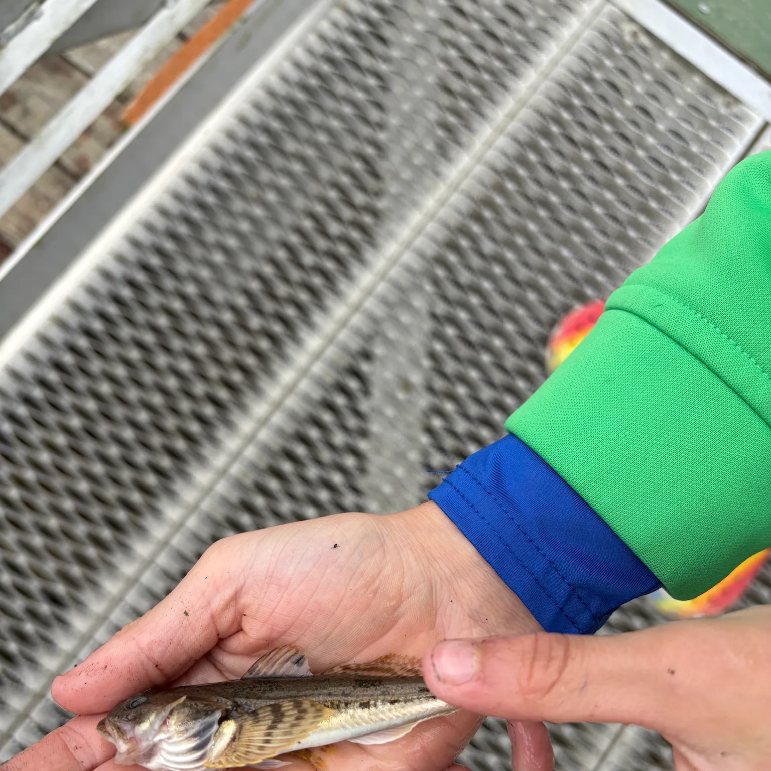 The most recent Longspined bullhead catches on Fishbrain