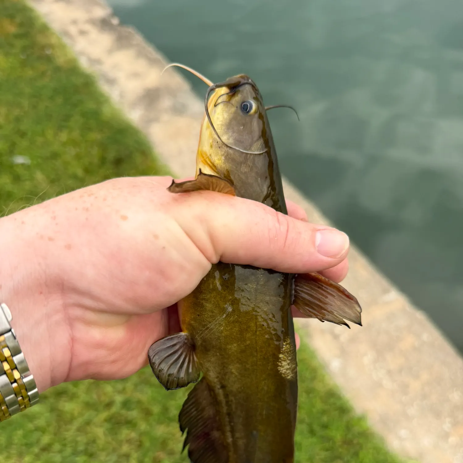 Yellow bullhead caught on Fishbrain