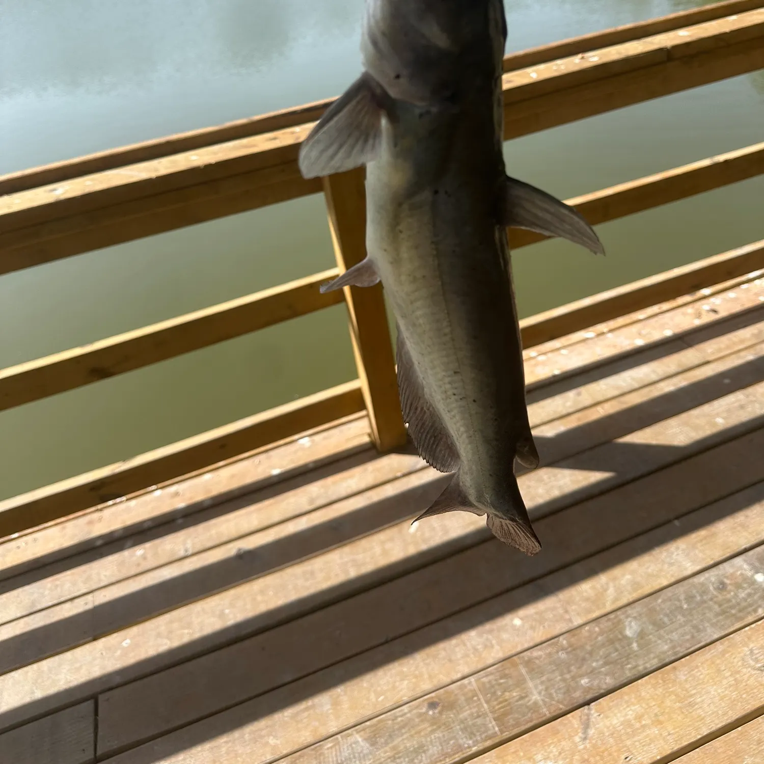 Channel catfish caught on Fishbrain