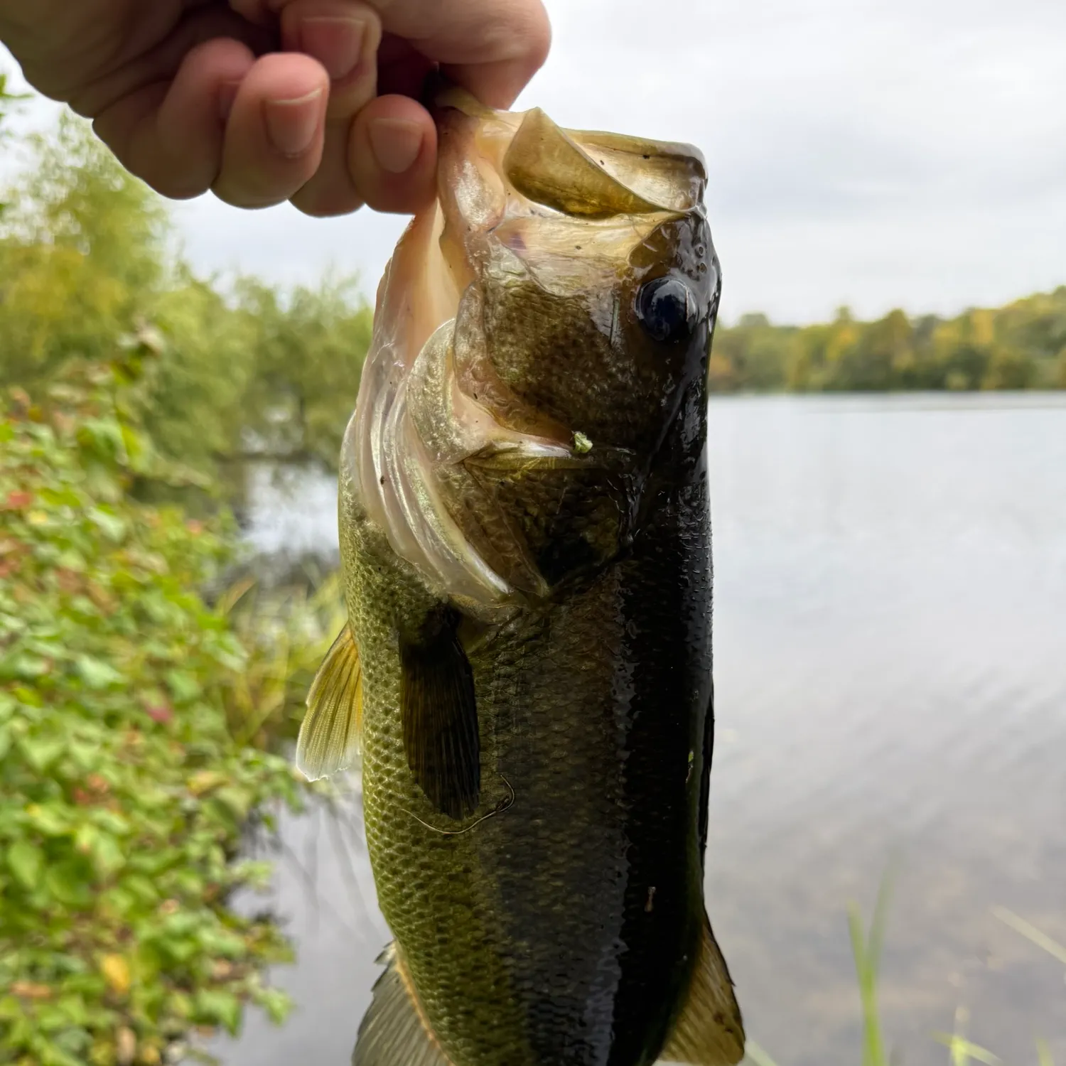 Largemouth bass caught on Fishbrain