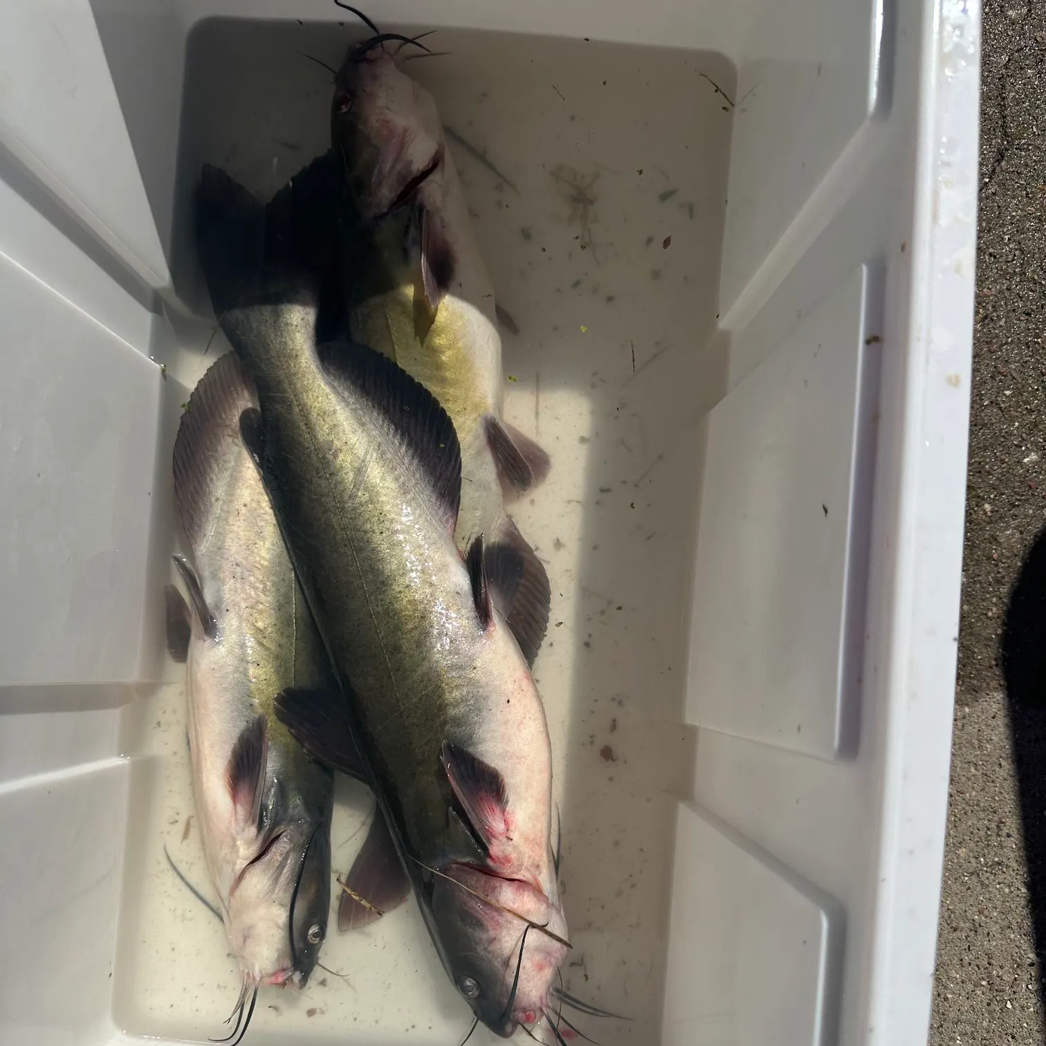 Channel catfish caught on Fishbrain