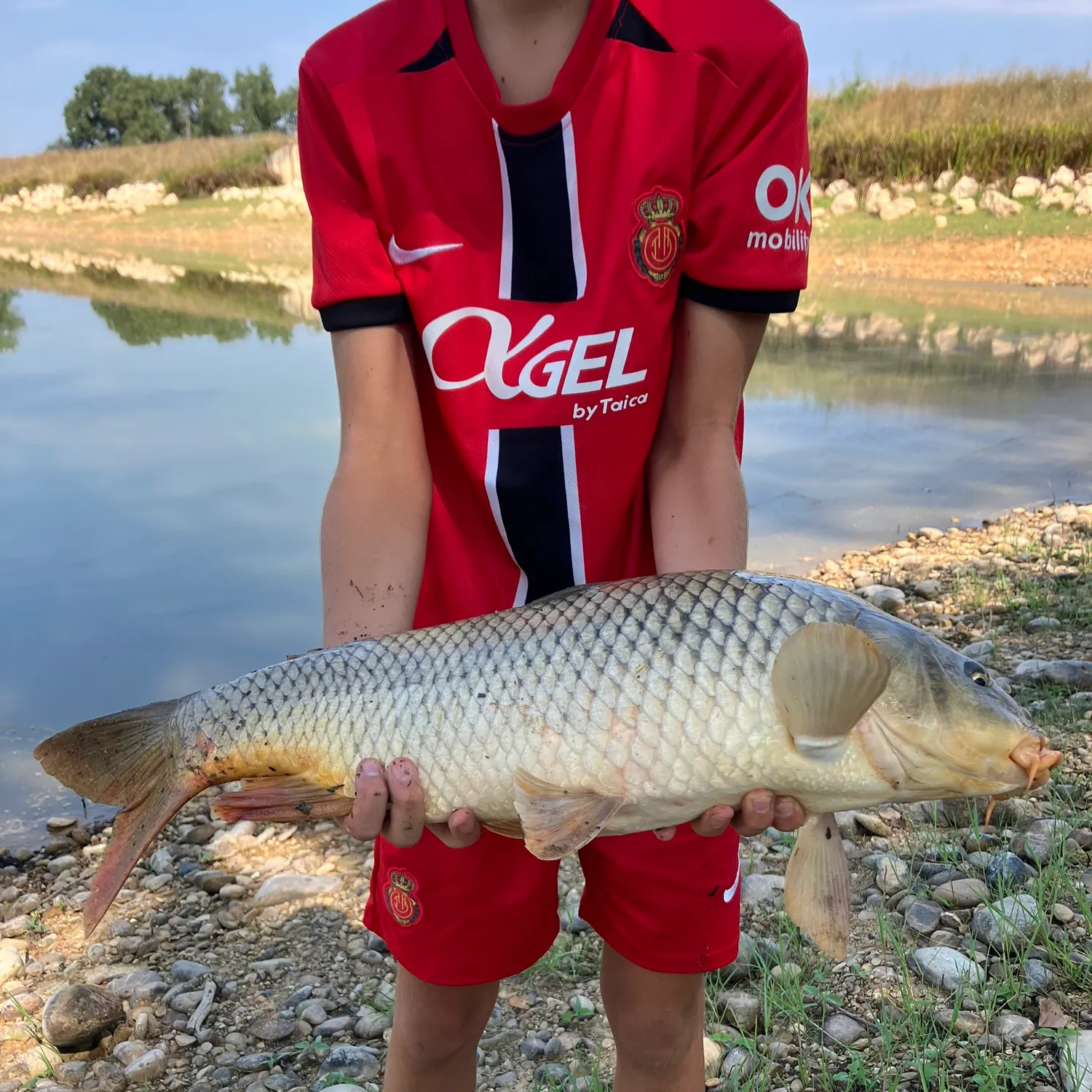 Common carp caught on Fishbrain