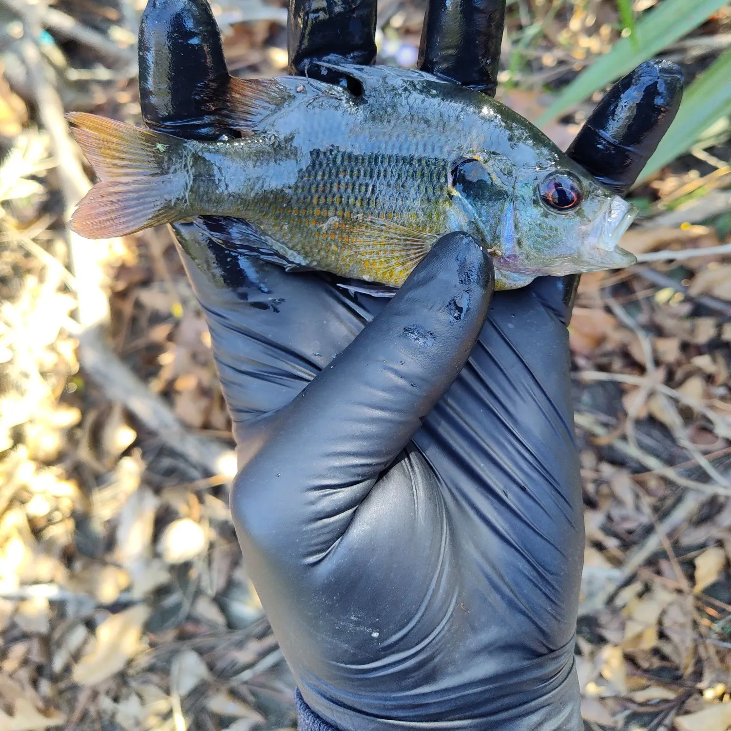 The most recent Redspotted sunfish catches on Fishbrain