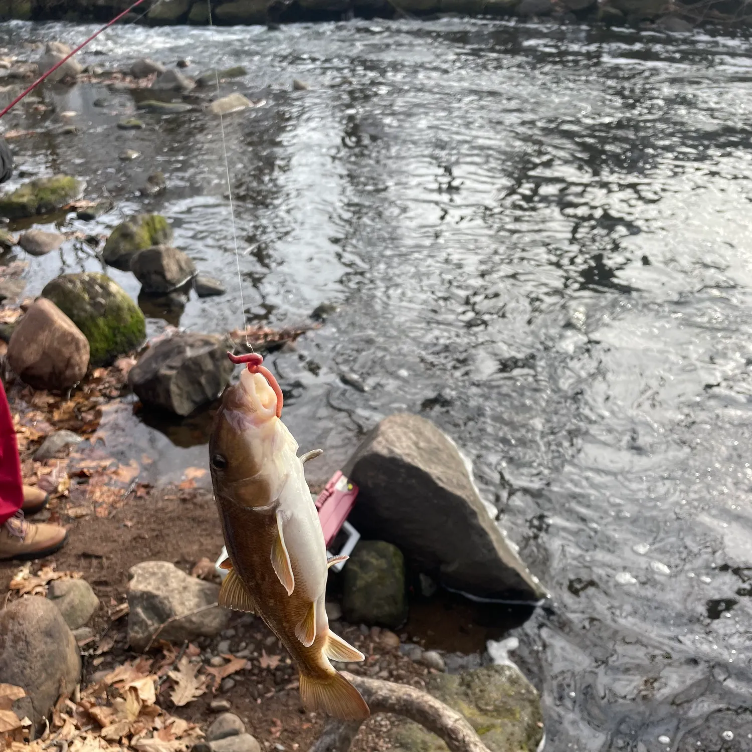 The most recent White sucker catches on Fishbrain