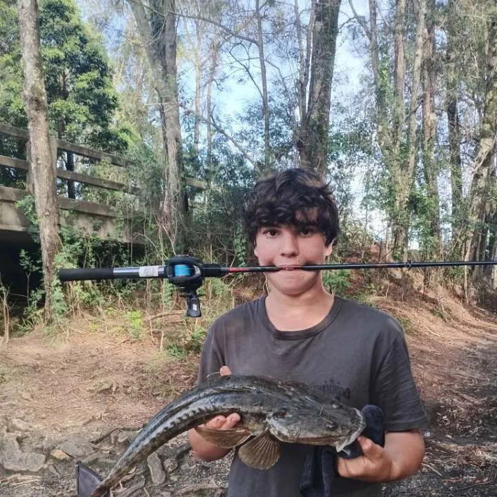 The most recent Dusky flathead catches on Fishbrain