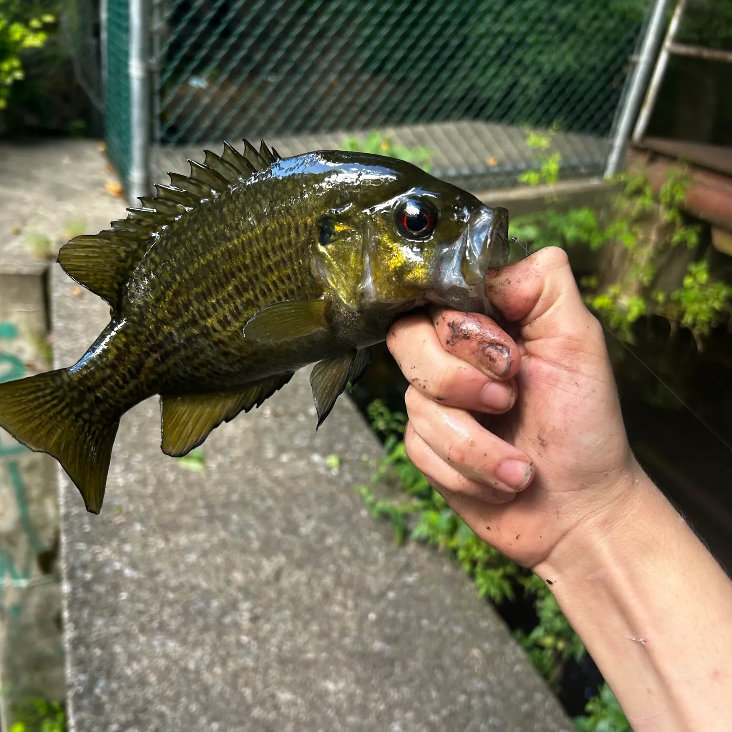catch