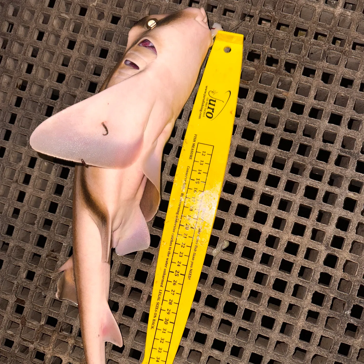 The most recent Port Jackson shark catches on Fishbrain