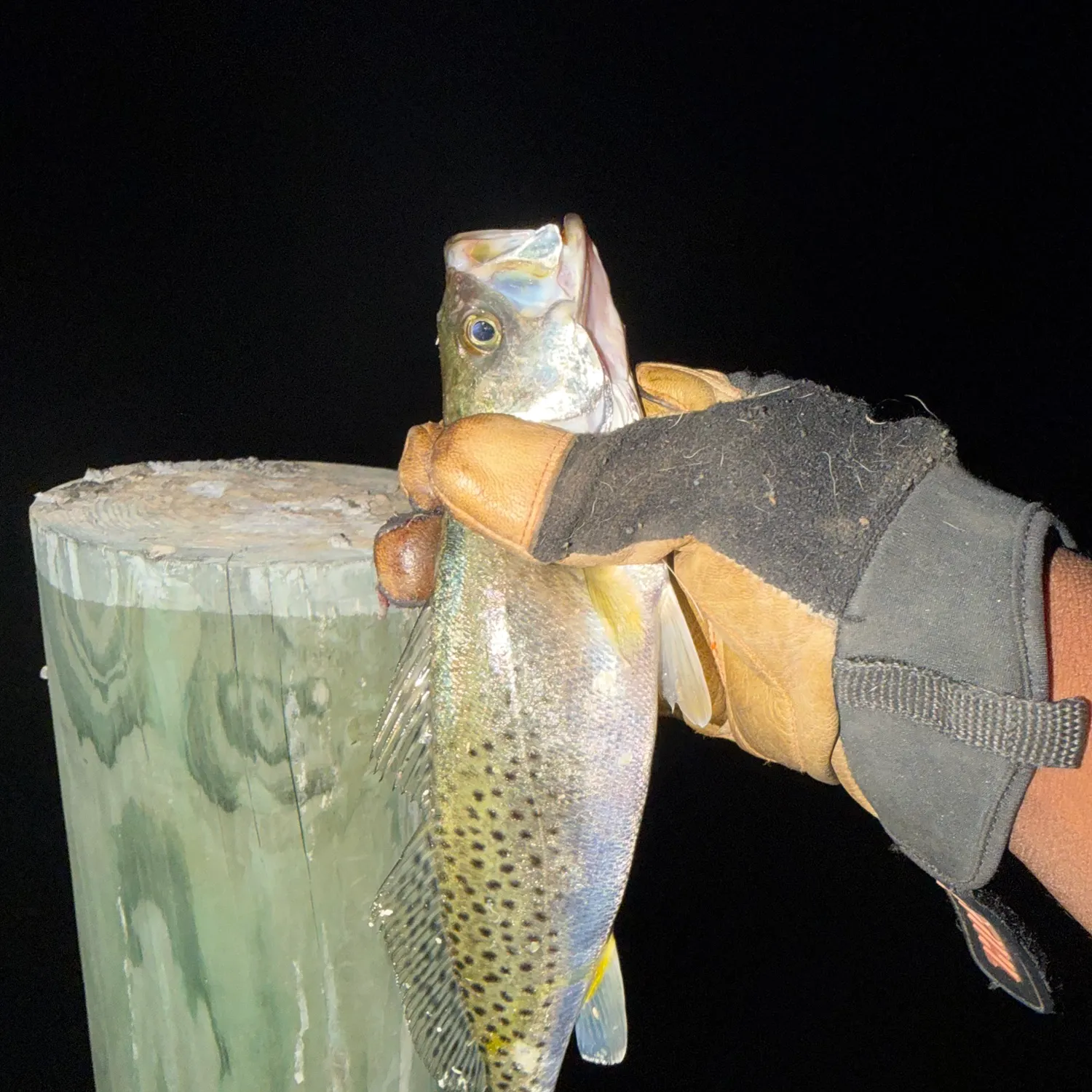 Spotted seatrout caught on Fishbrain